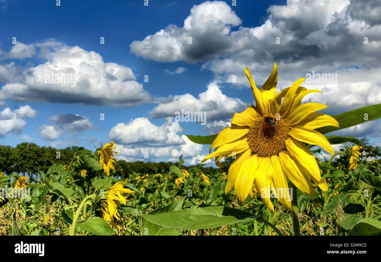 Sunflowers in a flower field under a blue sky with Fluffy white clouds on a sunny day Stock Photo