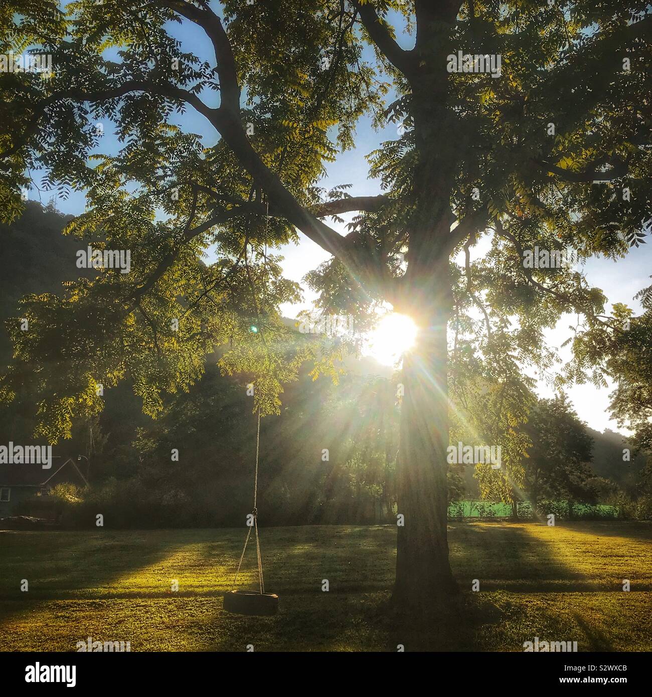 Sunlight through tree Stock Photo Alamy
