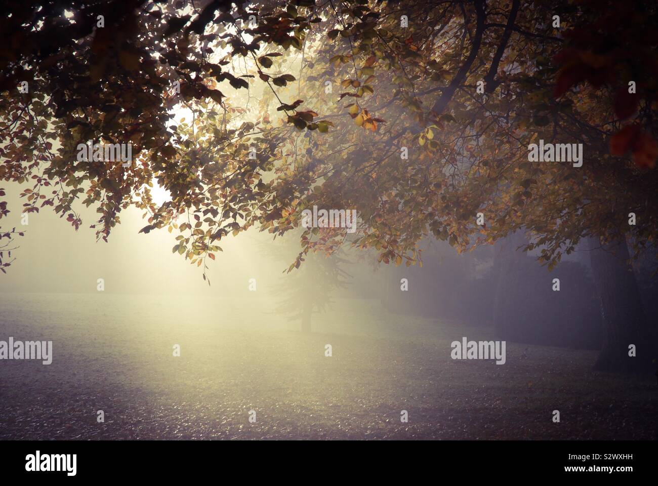 Misty autumn morning Stock Photo