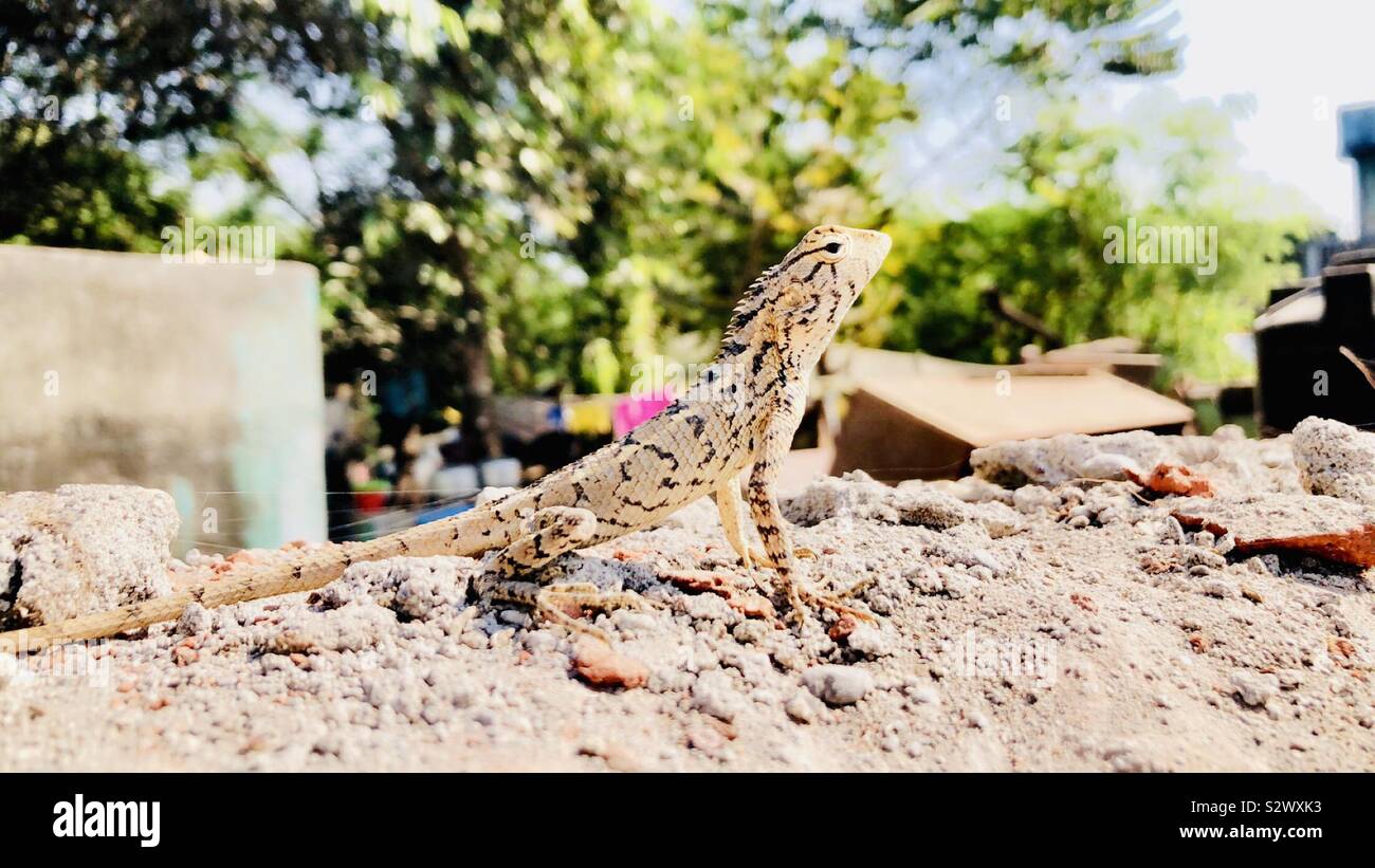 Indian lizard Stock Photo