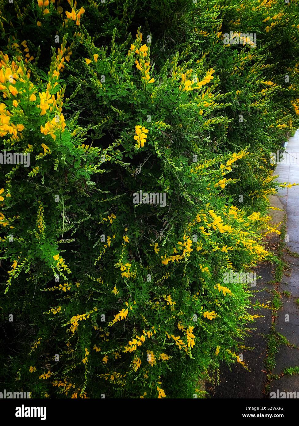 Scotch Broom After The Rain In English Cytisus Scoparius In Spanish 金雀兒 別名錦雞兒 In Chinese Stock Photo Alamy