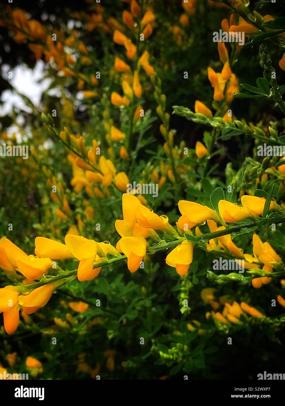 Scotch Broom After The Rain In English Cytisus Scoparius In Spanish 金雀兒 別名錦雞兒 In Chinese Stock Photo Alamy