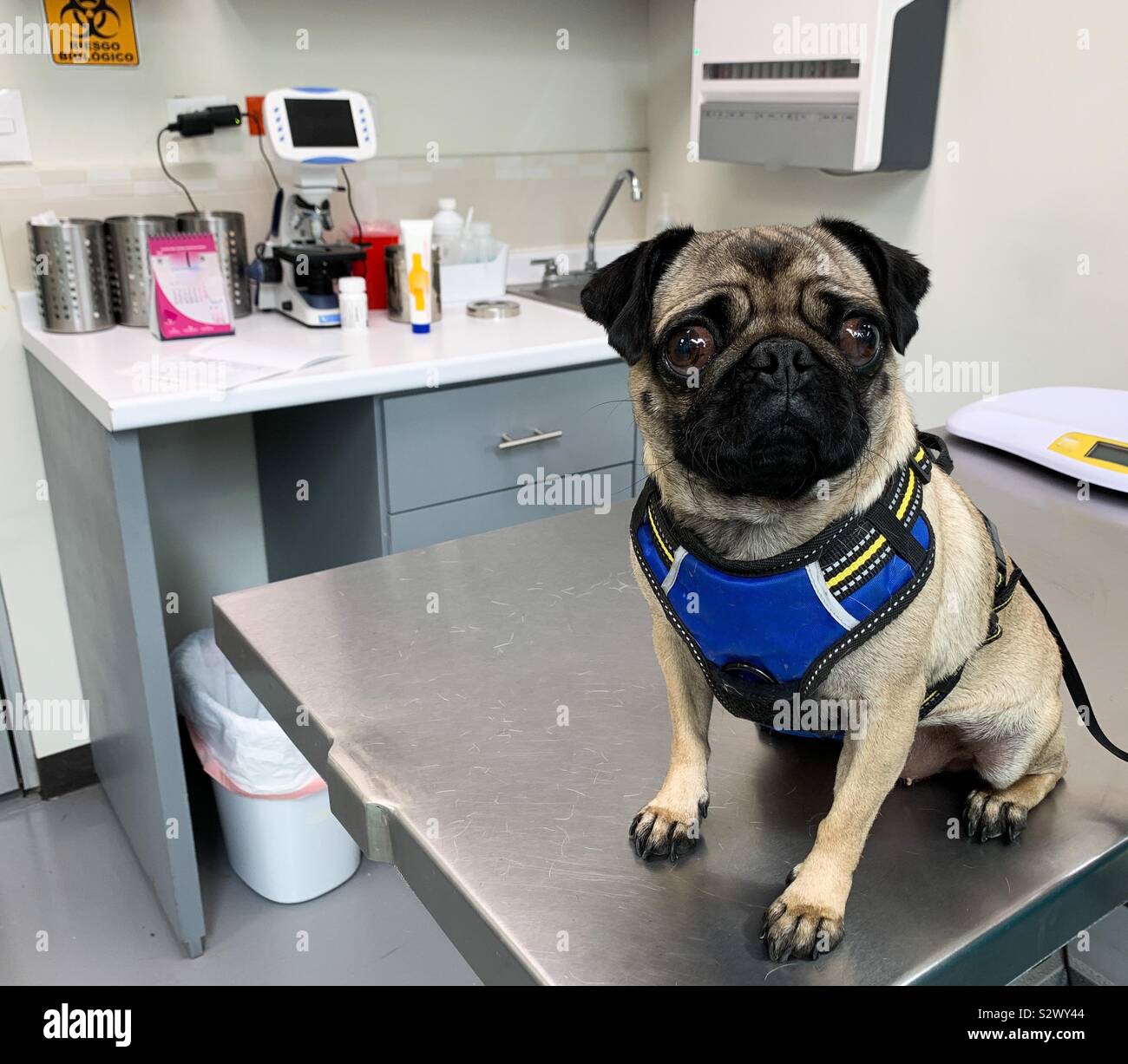 How Can I Soothe My Sick Dog