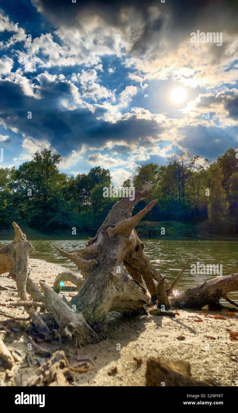 Dead piece of wood on the shore of a forest lake under a burning sun in a Clouded blue sky - Smartphone Captured Stock Image