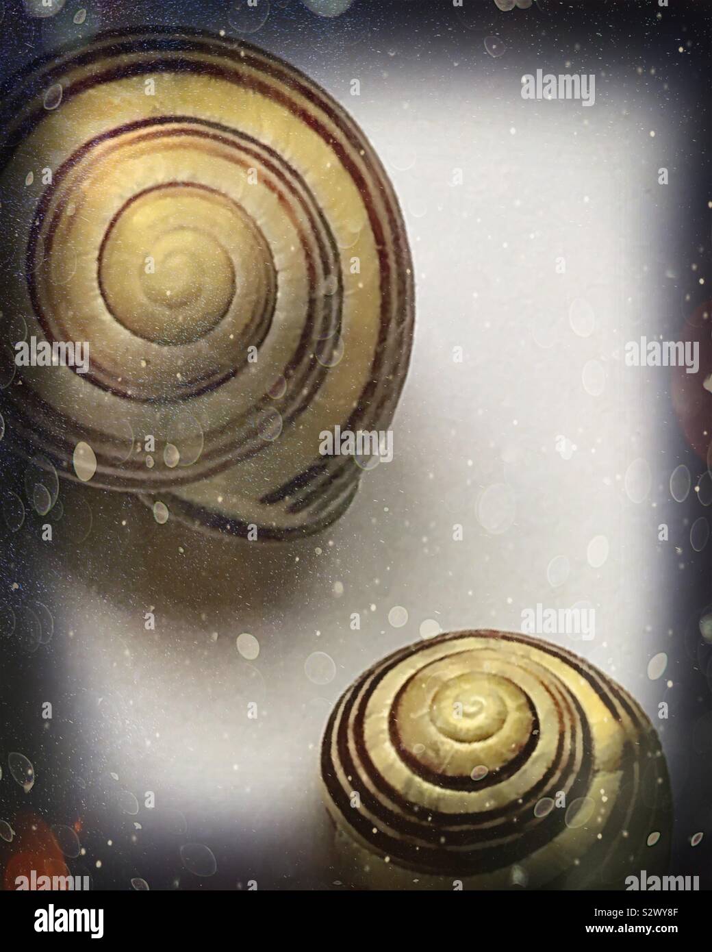 Two spiralpatterned snail shells with snowing effect Stock Photo Alamy