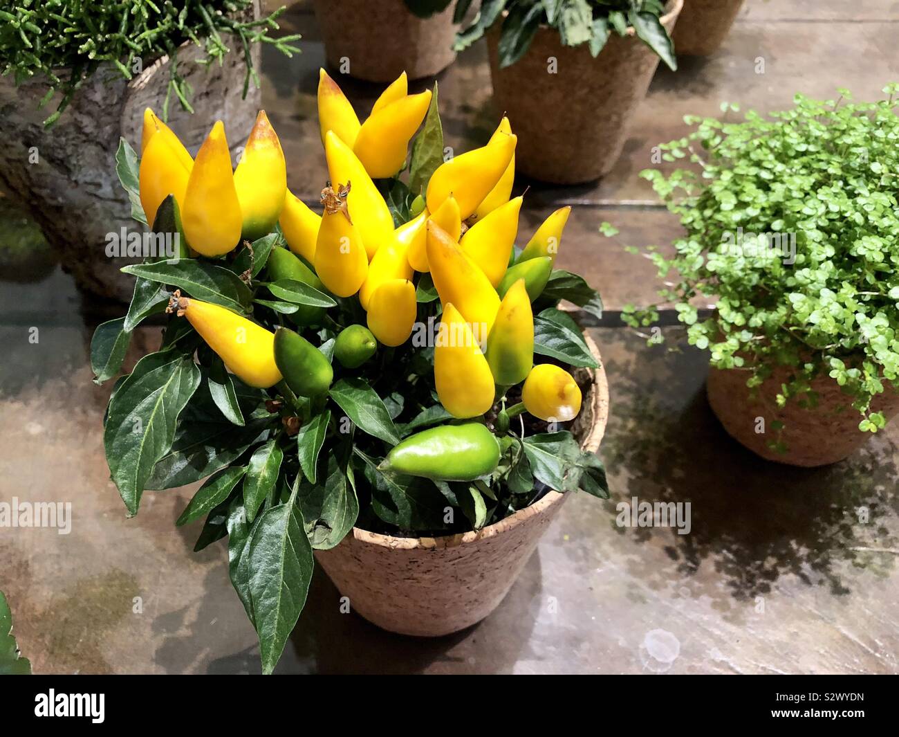 Yellow chili peppers Stock Photo