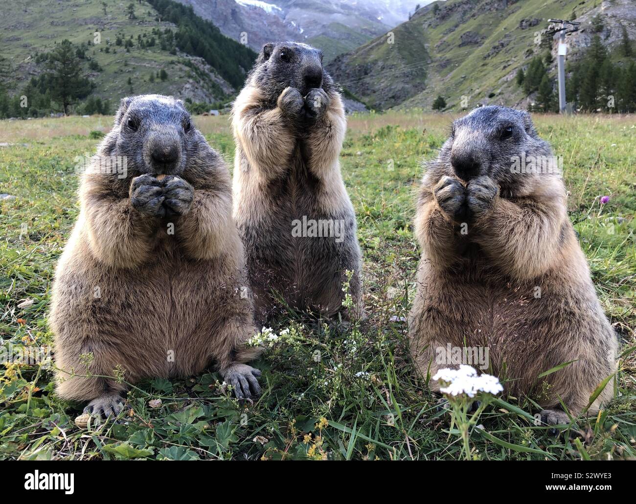 Marmotte