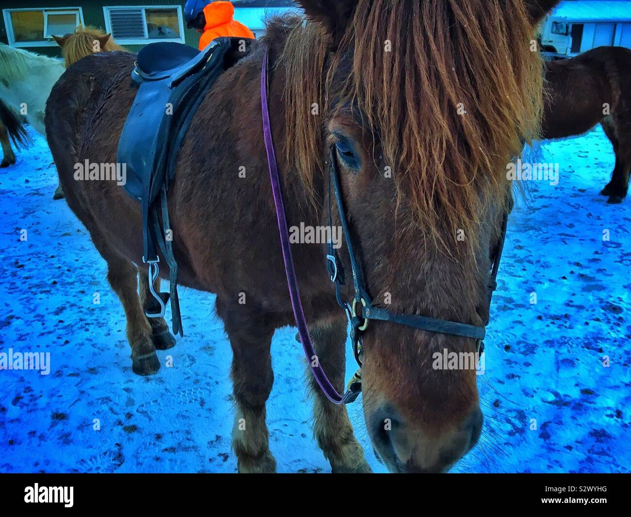An Icelandic pony, racked up and standing in winter snow Stock Photo