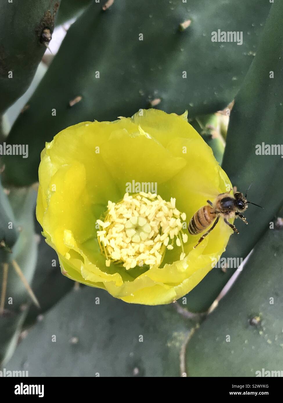 Bee on a cactus bloom - Smartphone Captured Stock Image