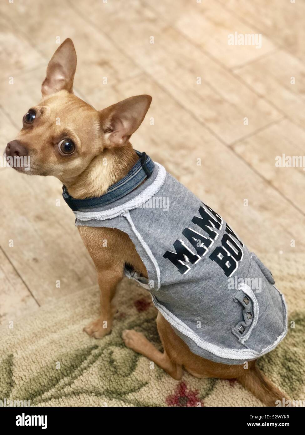 Male chihuahua clothes online