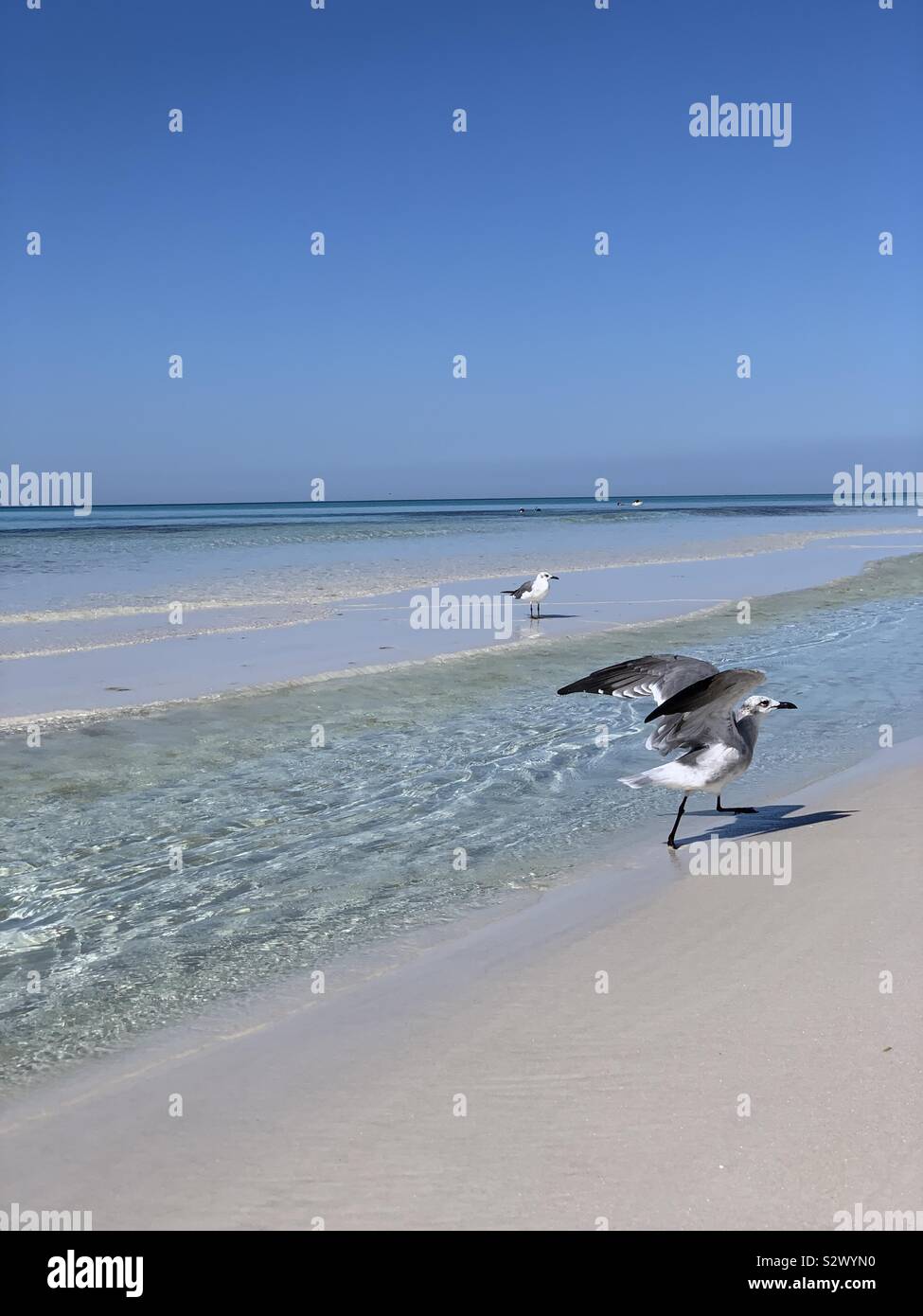 Waterscape of turquoise ocean water with sandbars and shorebirds on the sand Stock Photo