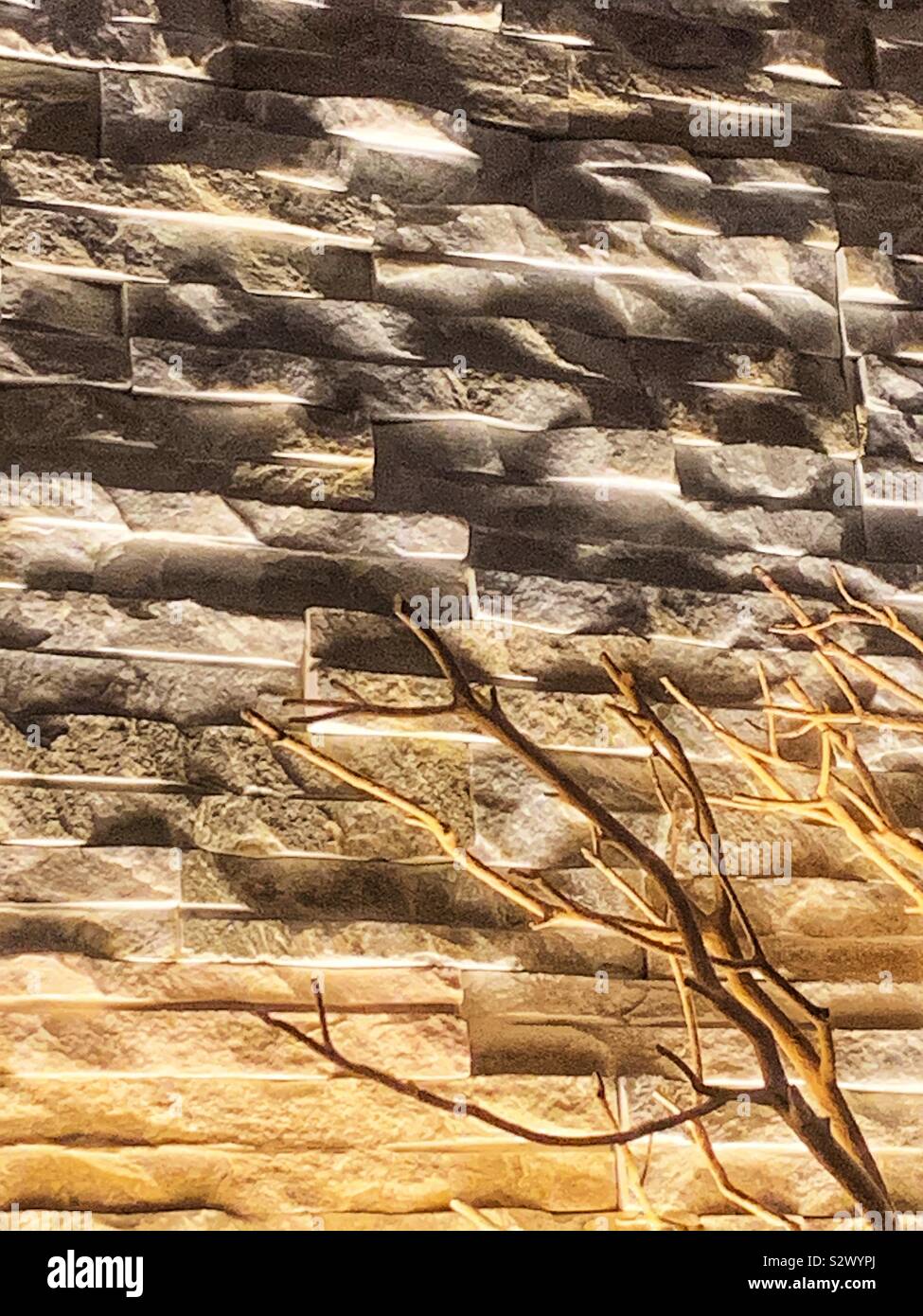 Tree branch illuminated against a stone wall. - Smartphone Captured Stock Image