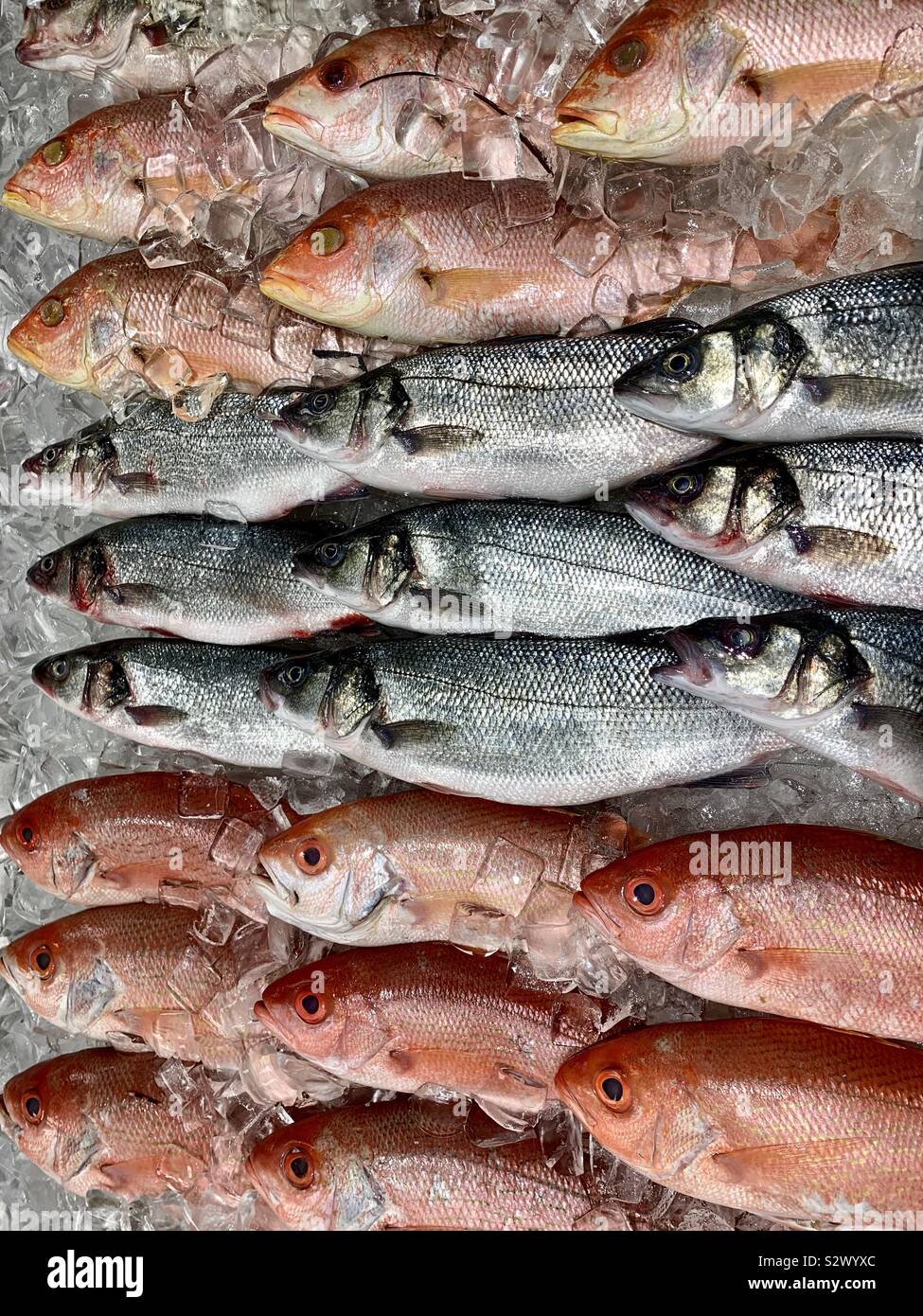 Kinmedai (golden eye snapper) on Fish Auction in Yaidu, Japan Stock Photo -  Alamy