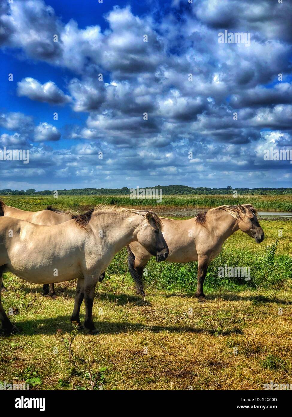 Polish Konik pony - Smartphone Captured Stock Image
