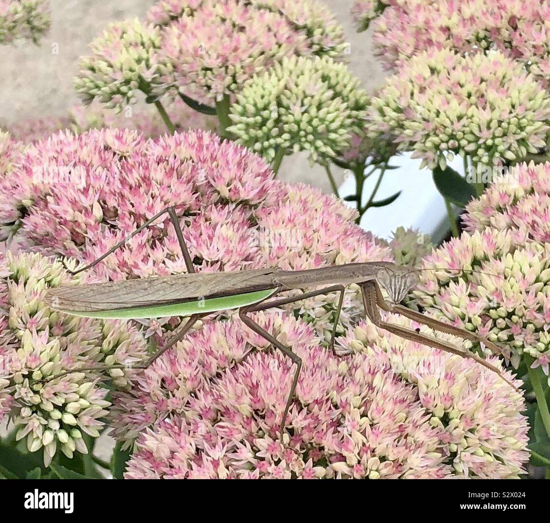 Green Praying mantis bug on pink flowers Stock Photo