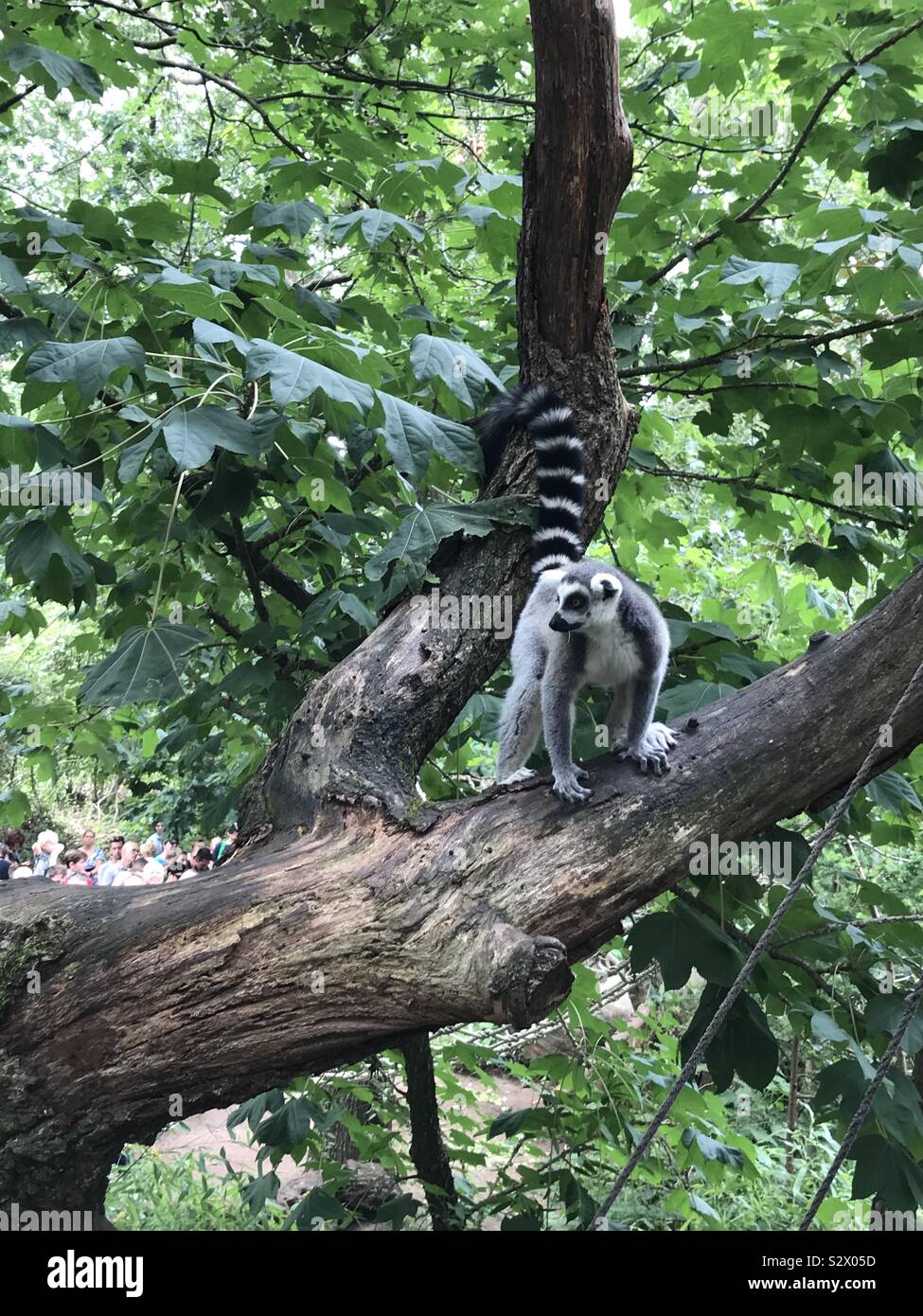 Lemur on a tree in a Dutch zoo Apenheul Stock Photo