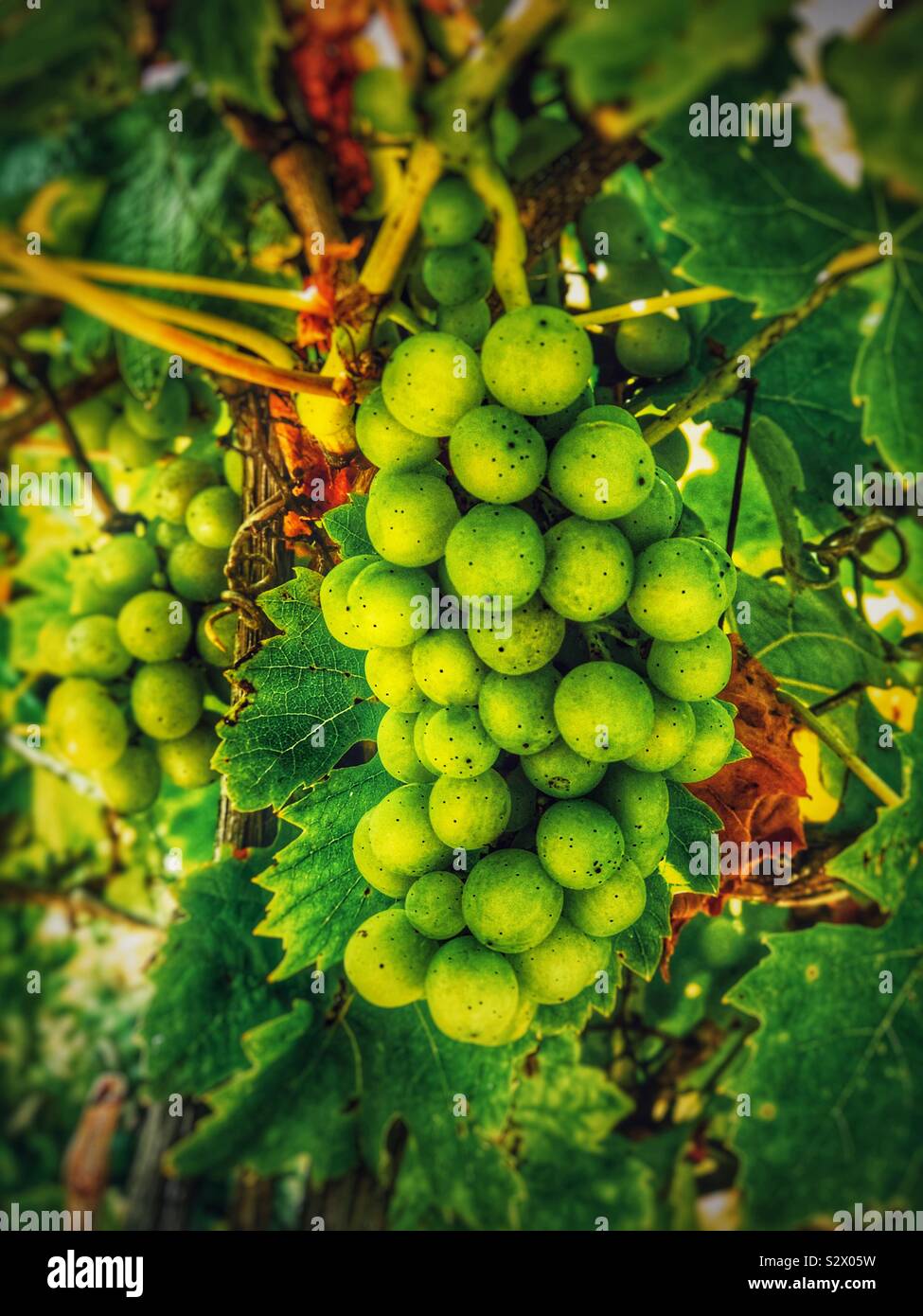 Grapes on the vine - Smartphone Captured Stock Image