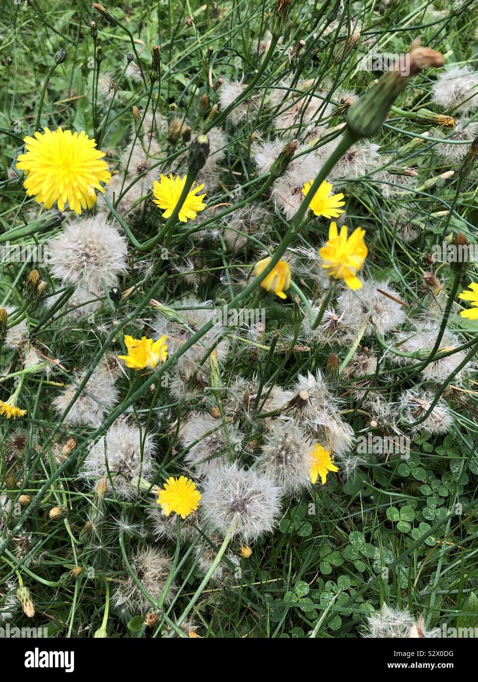 Colorful weeds hi-res stock photography and images - Alamy