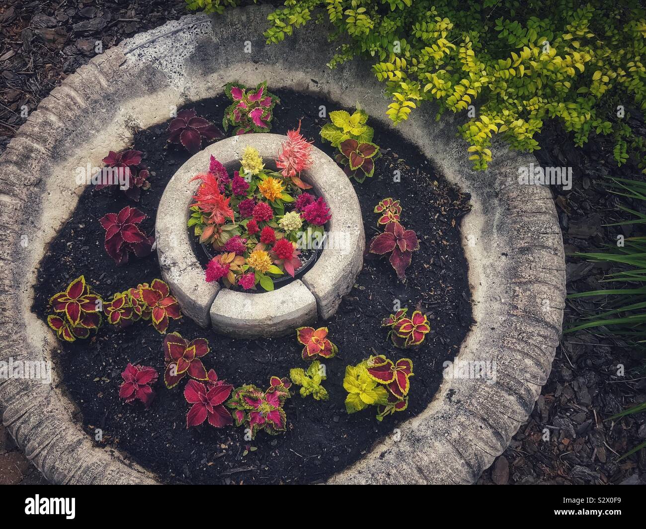 Celosia and coleus grow in broken concrete fountain basin Stock Photo