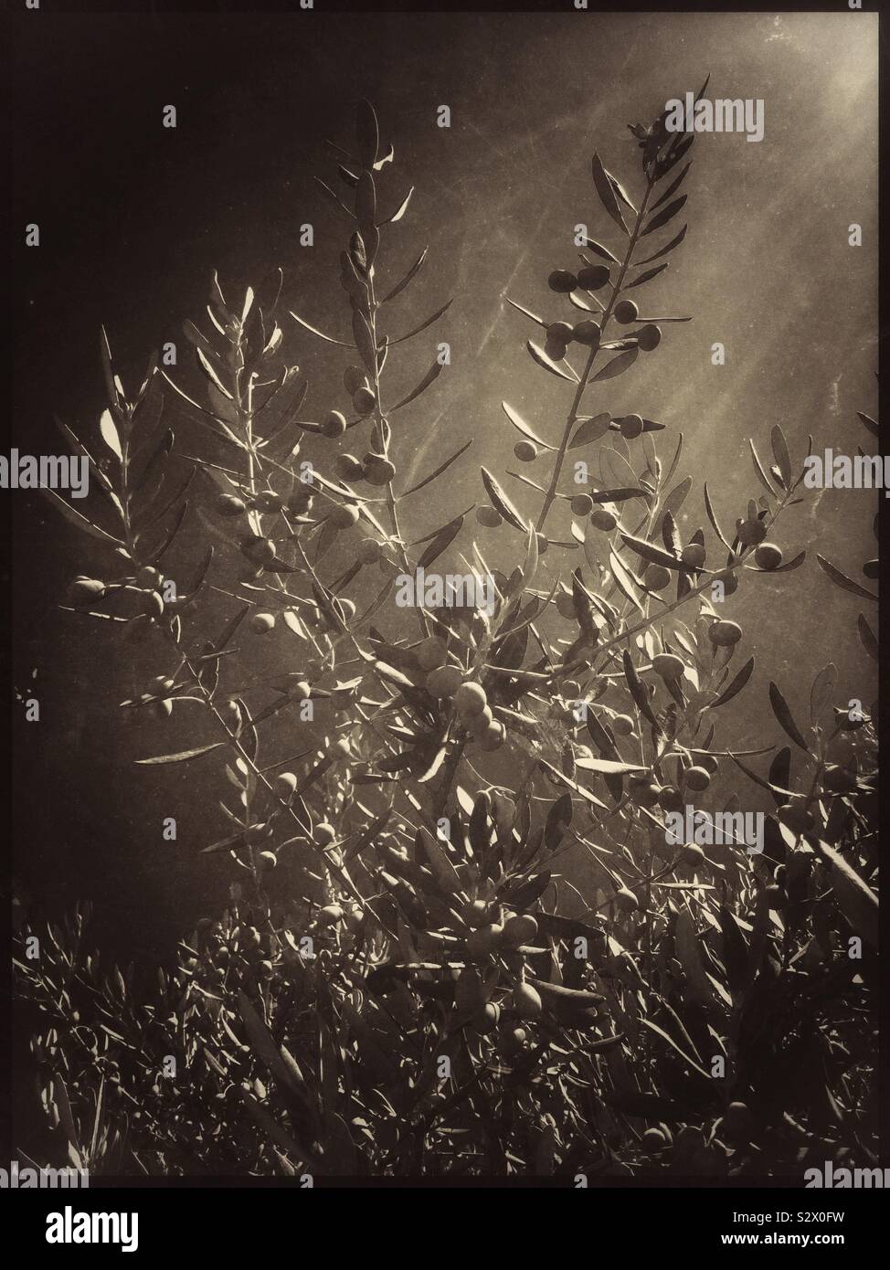 Sunburst over Farga olives, Catalonia, Spain. - Smartphone Captured Stock Image