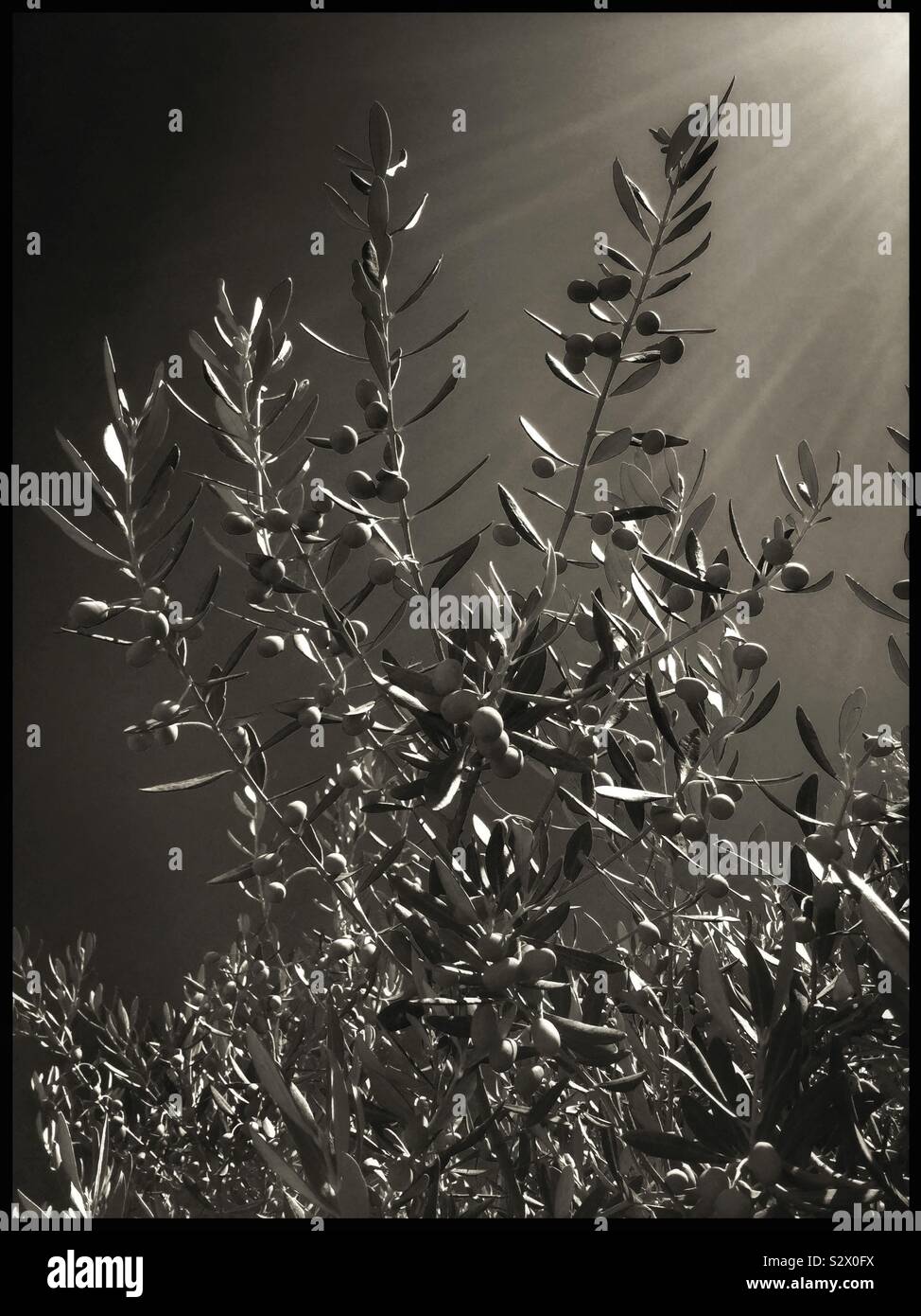 Sunburst over Farga olives, Catalonia, Spain. - Smartphone Captured Stock Image