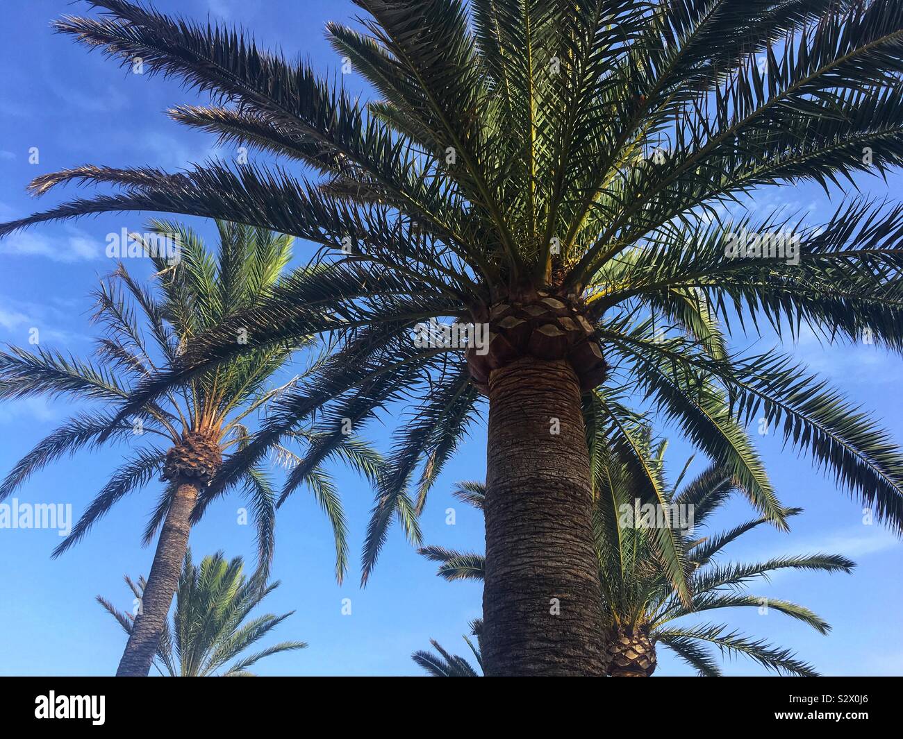 Palm tress against a blue sky Stock Photo