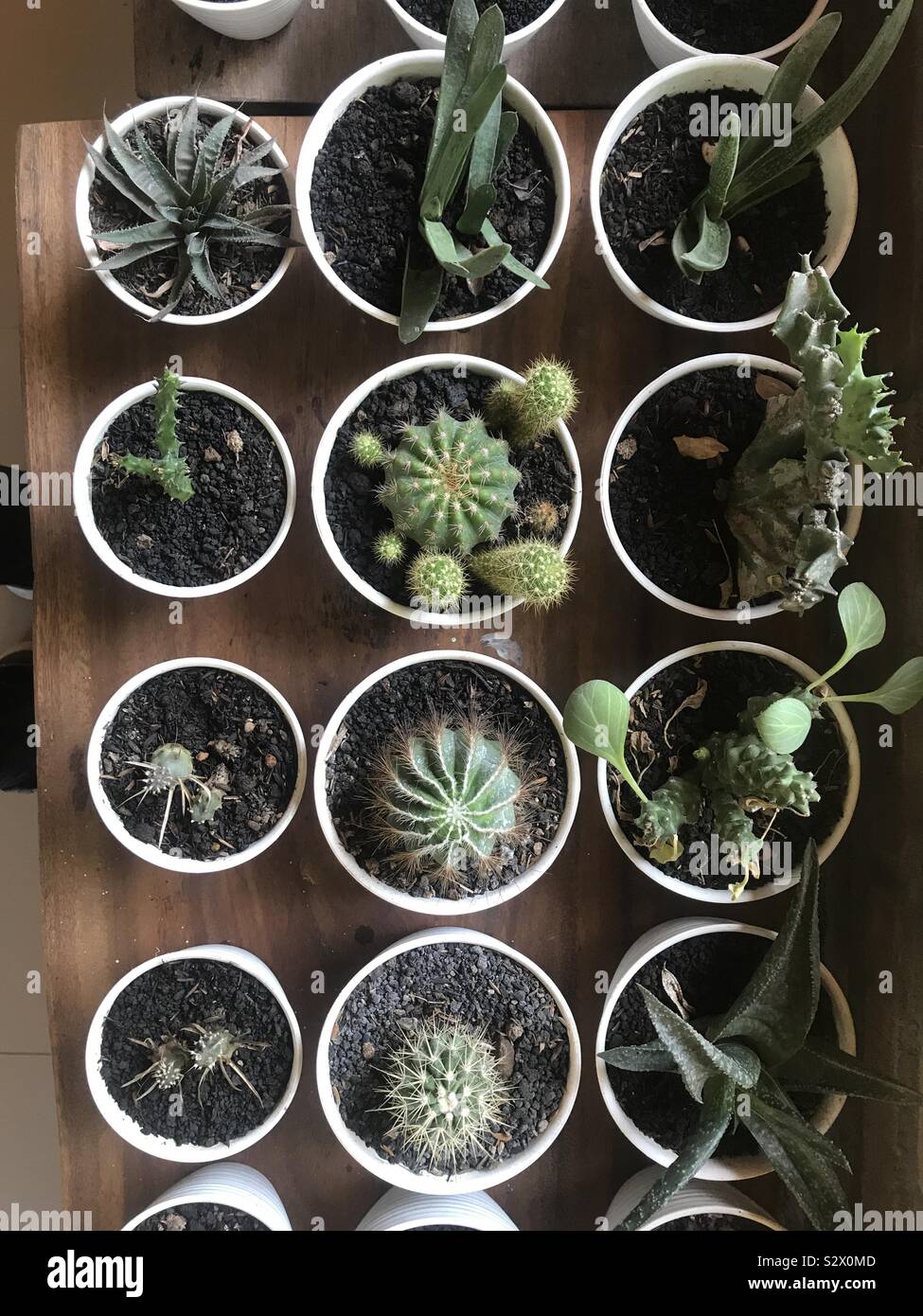 Beberapa tanaman kaktus Stock Photo