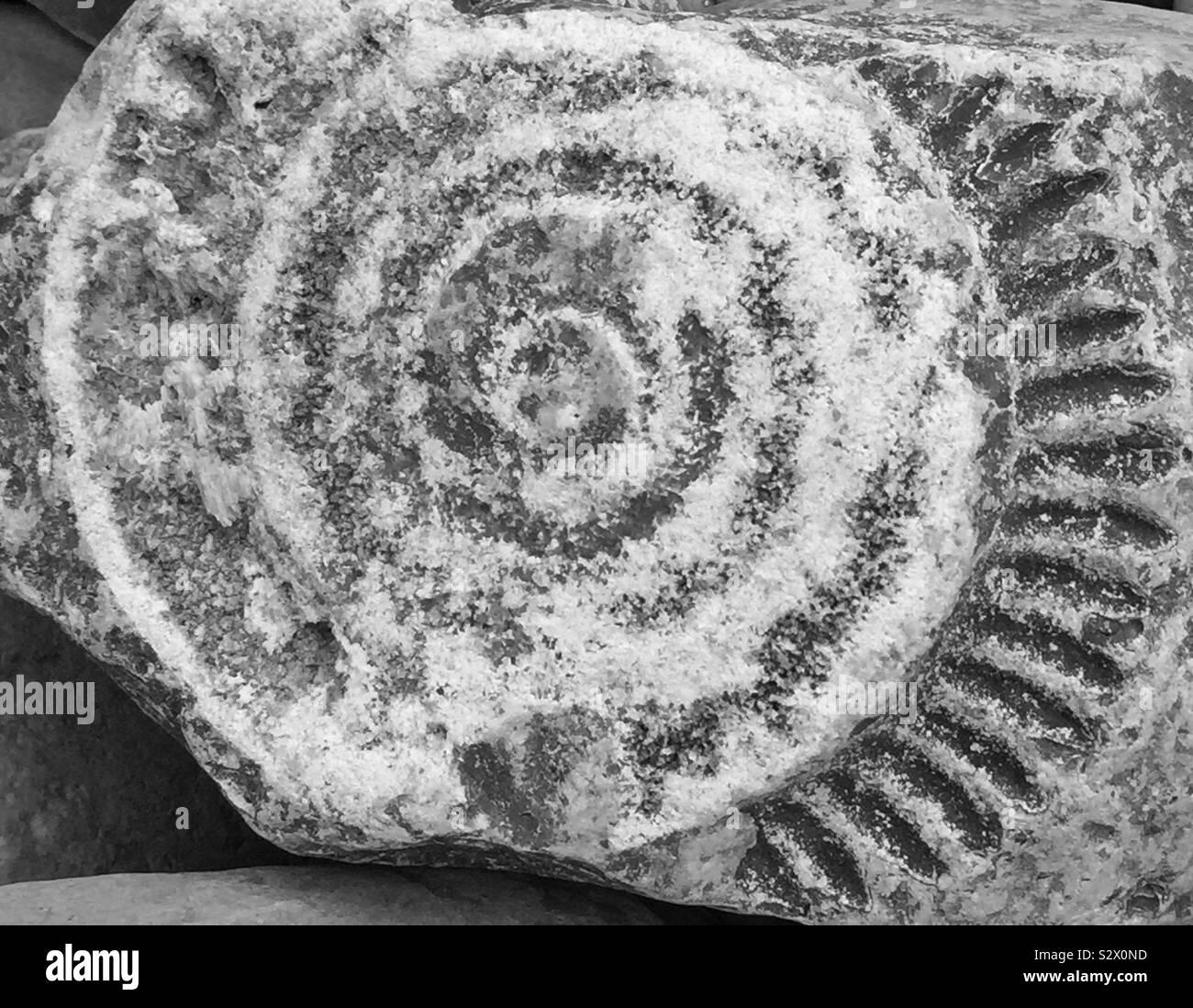 Ammonite ammonoid fossil Black and White Stock Photos & Images - Alamy