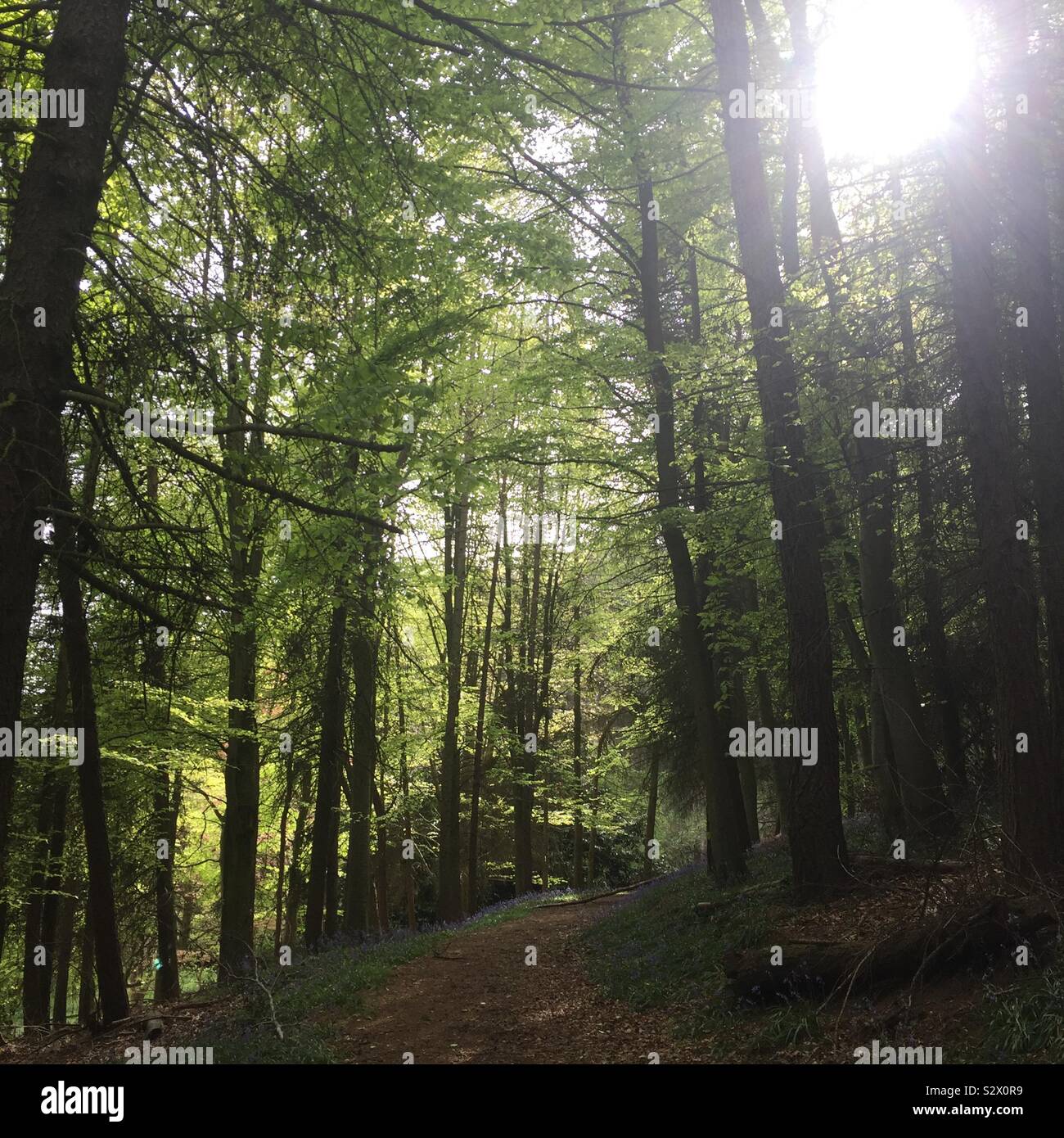 English woods hi-res stock photography and images - Alamy