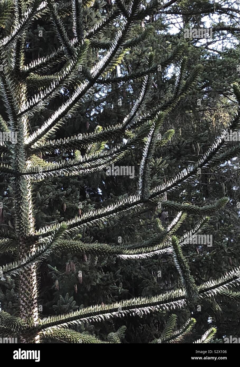 Spiky leaves on a Monkey Puzzle Tree glistening in the morning sun Stock Photo