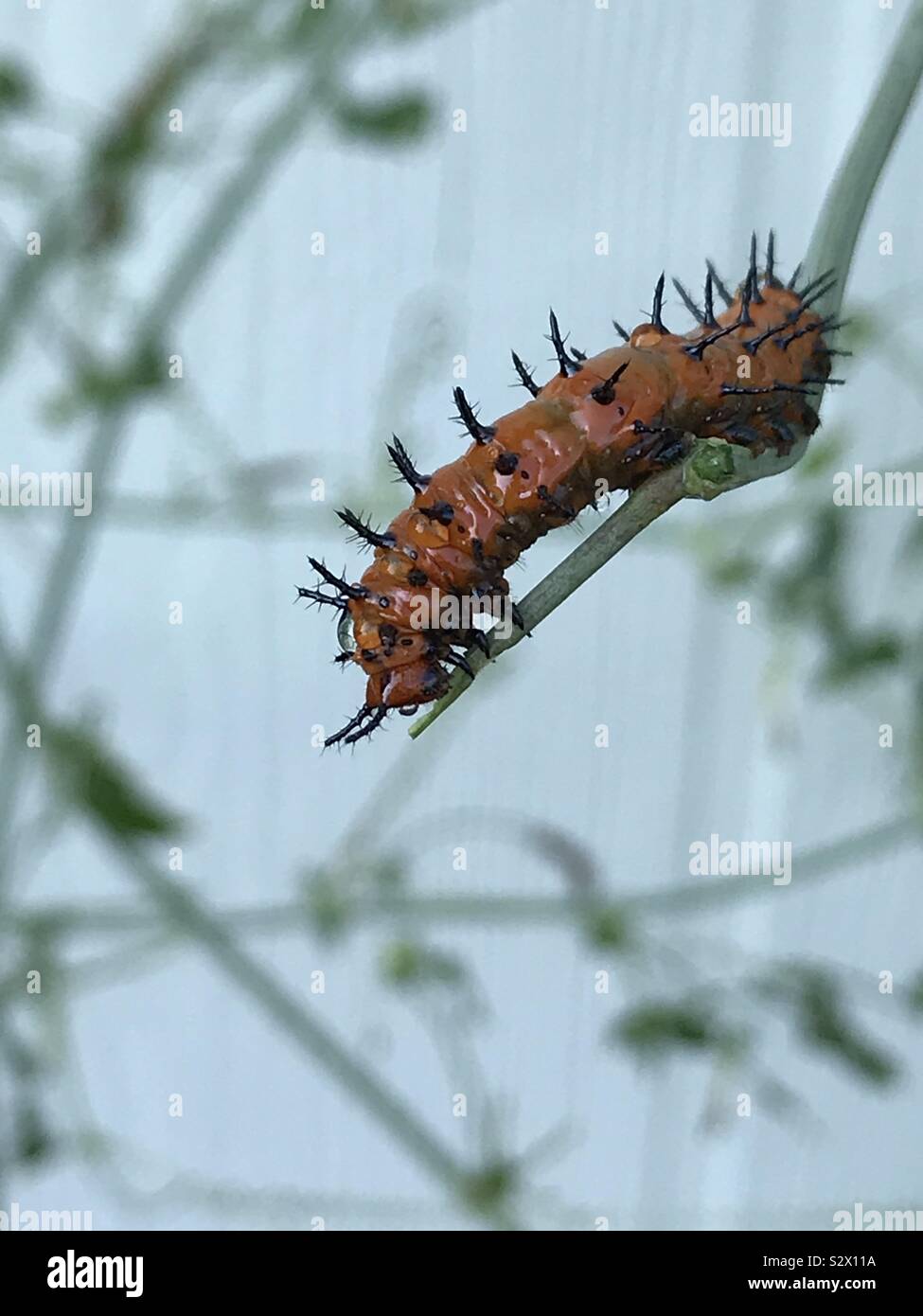Passiflora eating caterpillar hi-res stock photography and images - Alamy
