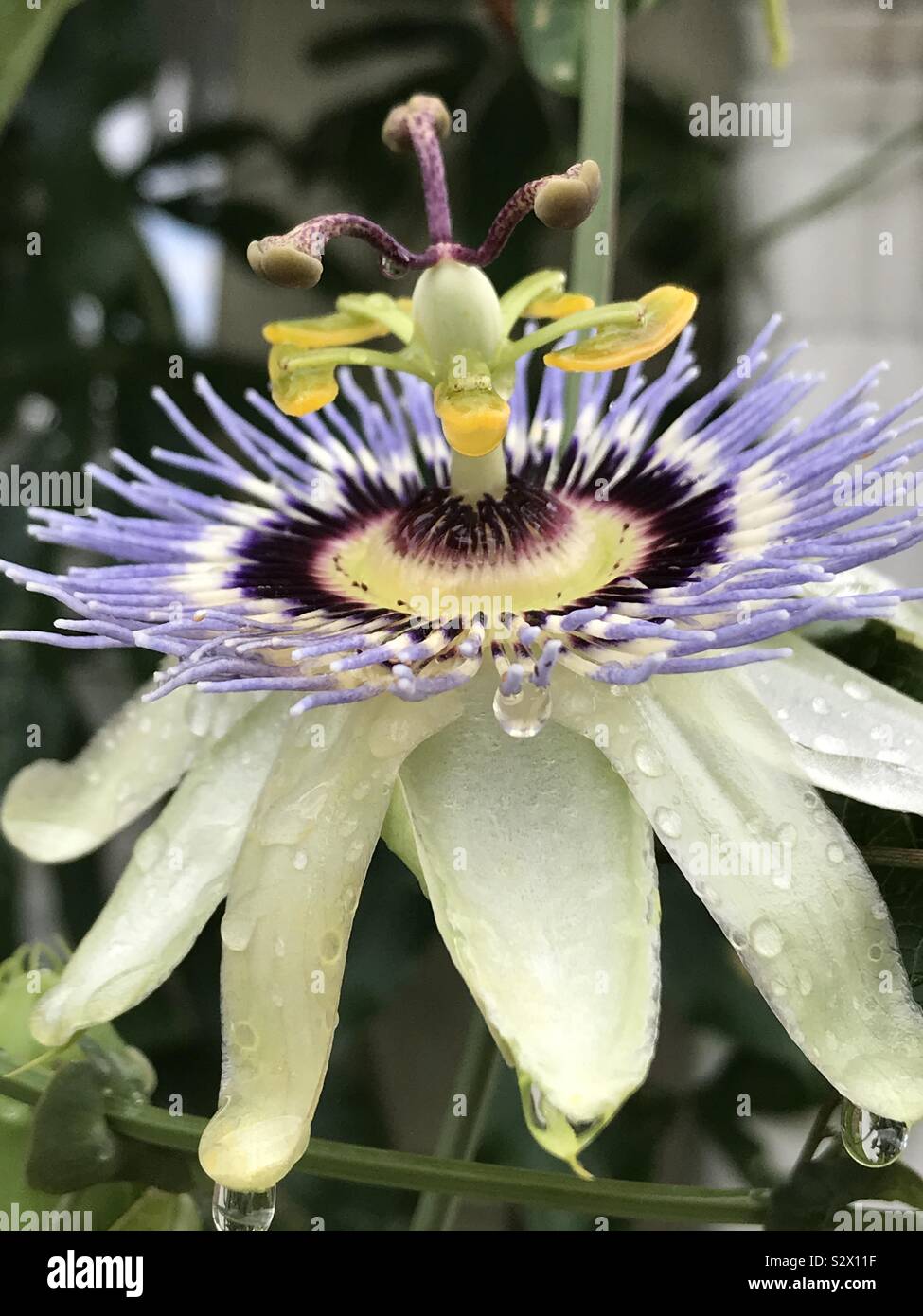 Passion flower vine in bloom covered with raindrops Stock Photo Alamy
