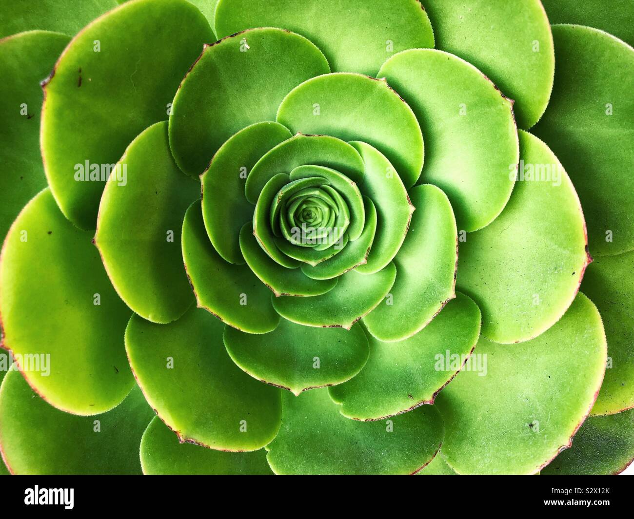 Looking into the eye of succulent plant Stock Photo