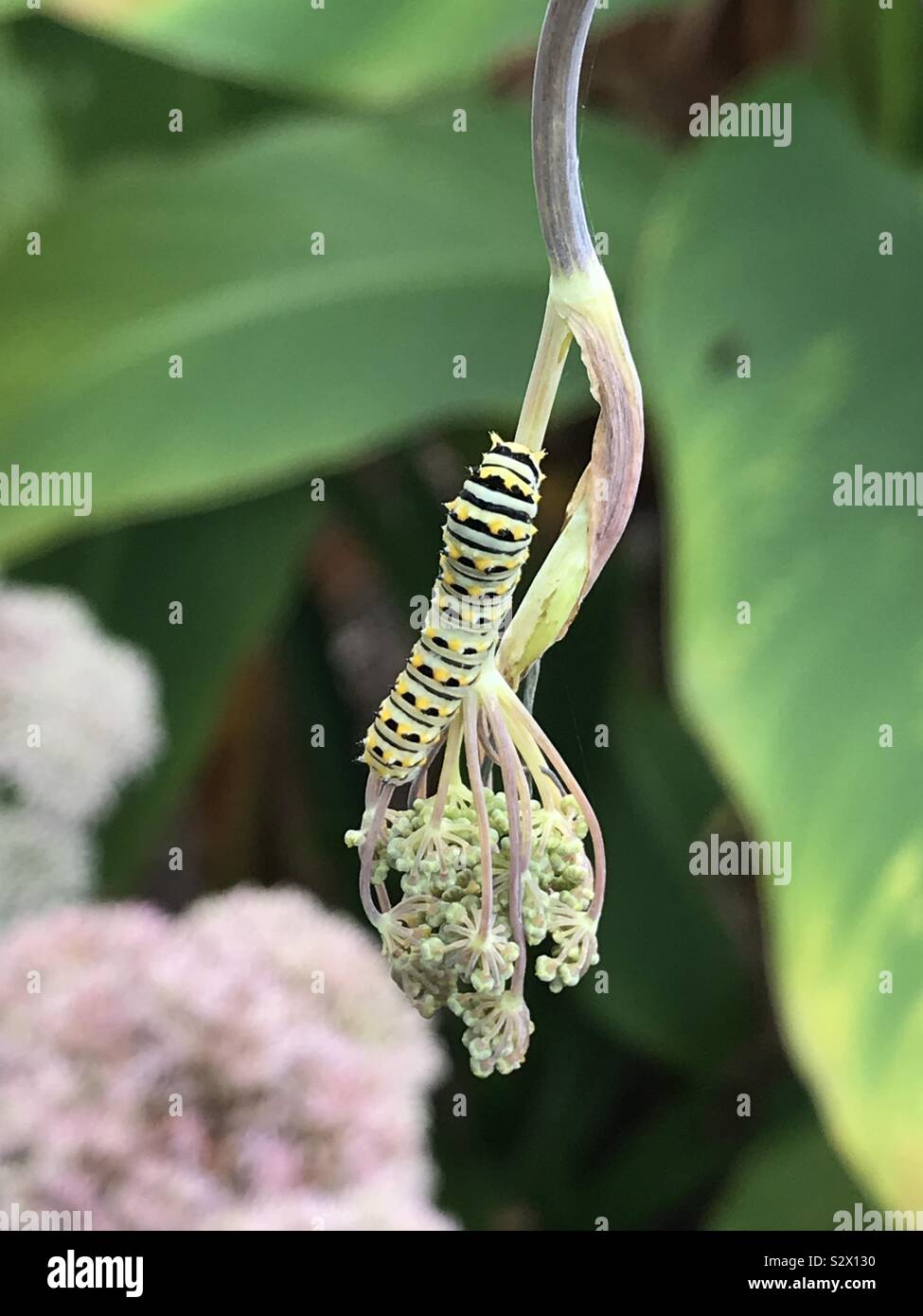 One black swallowtail caterpillar eating on a dill plant in a garden