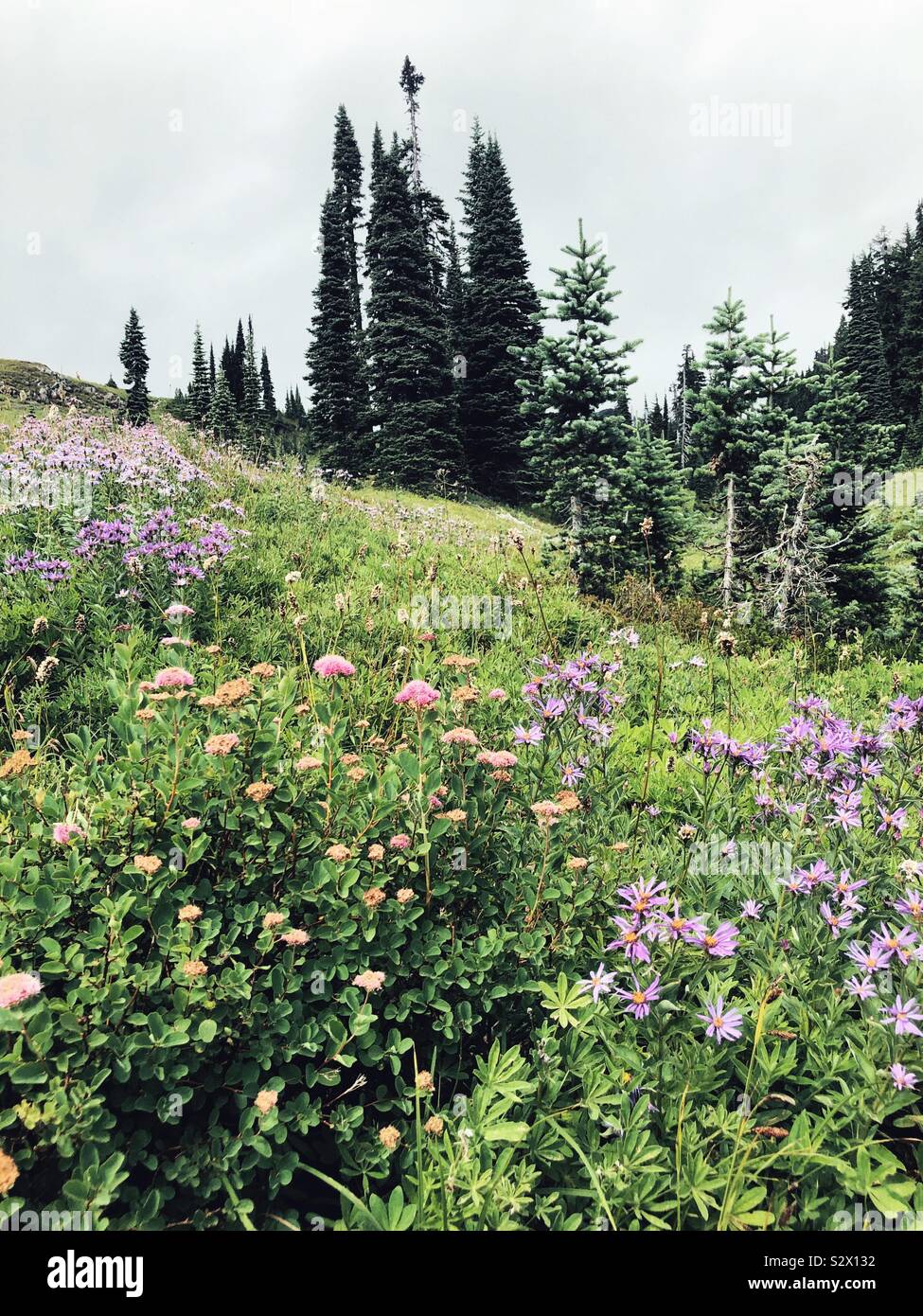 Alpine meadows at Mt Rainier Stock Photo