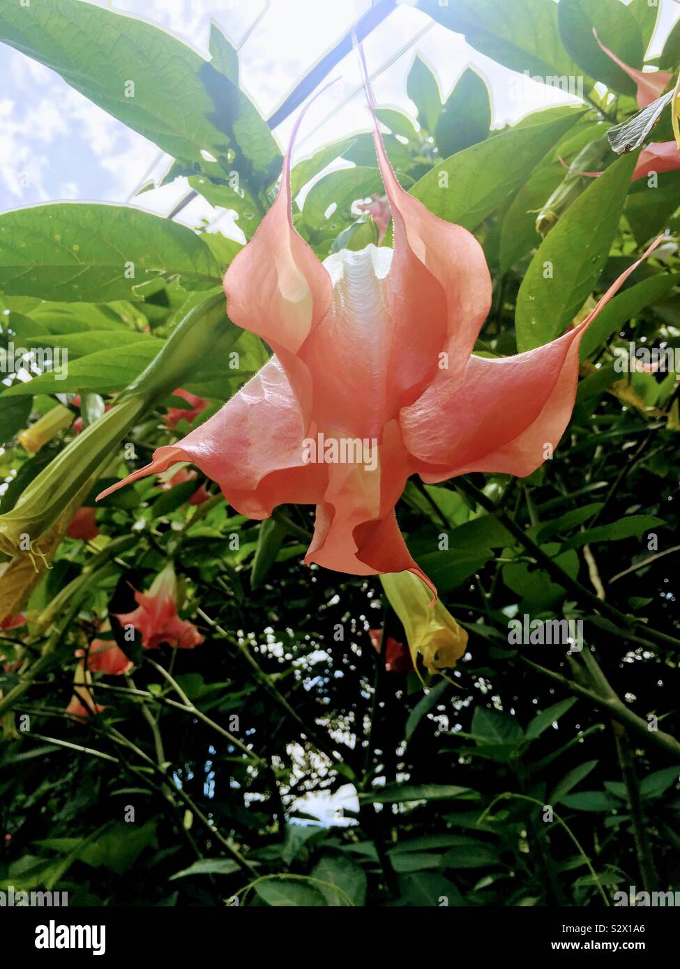 Jamaican flower hires stock photography and images Alamy