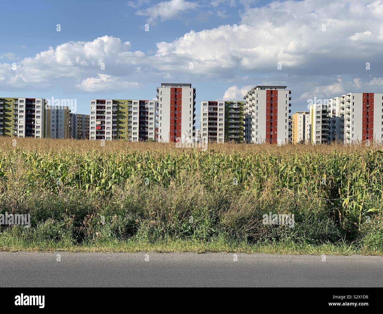 Colorful buildings view behind a cornfield - Smartphone Captured Stock Image
