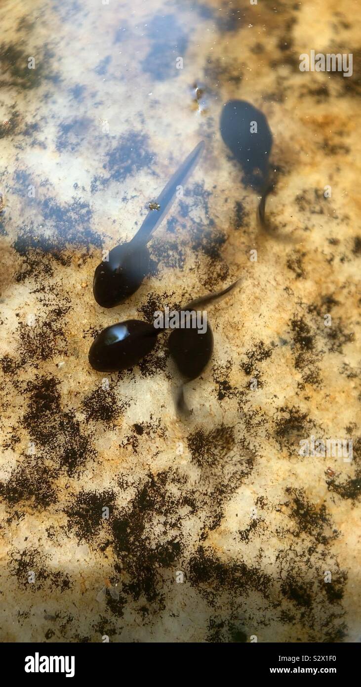 Polywogs hi-res stock photography and images - Alamy