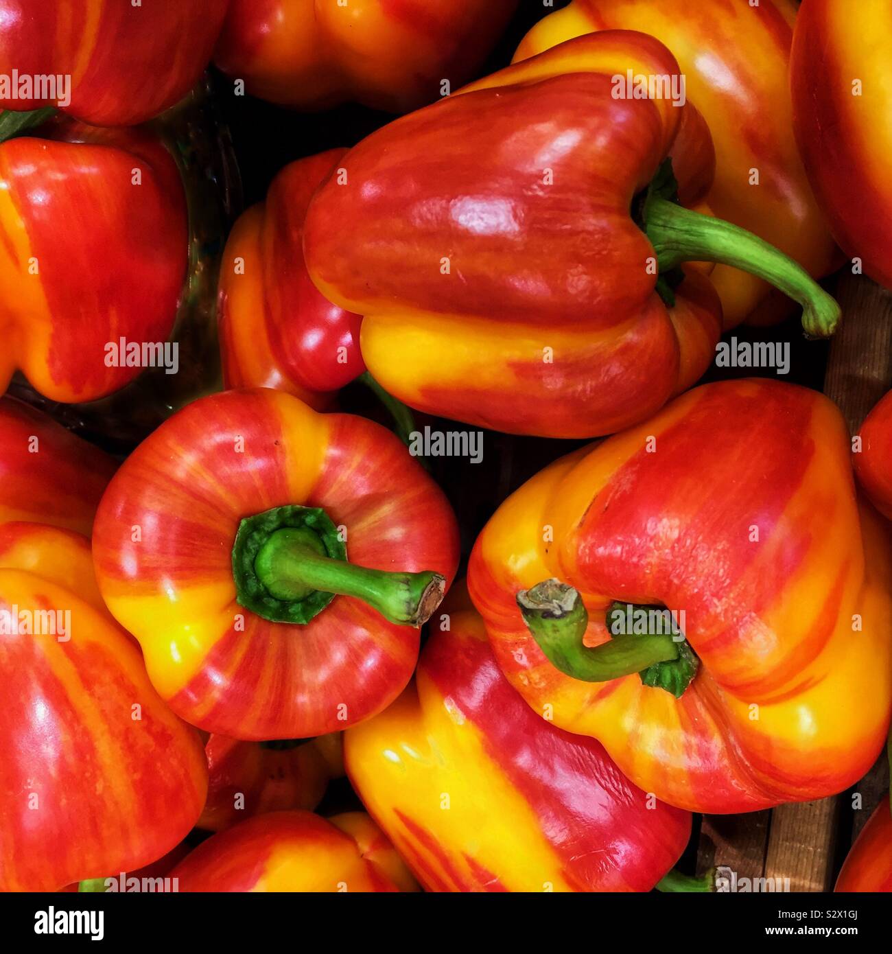 Striped Holland bell pepper - Smartphone Captured Stock Image