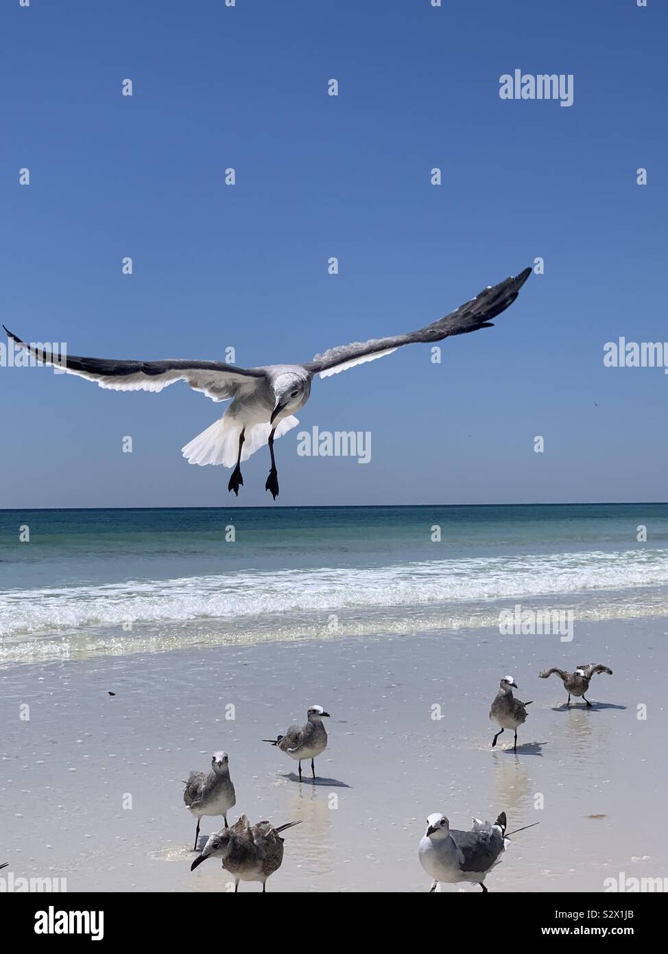 Closeup of gull inflight and gulls standing on the sand with view of ocean water - Smartphone Captured Stock Image