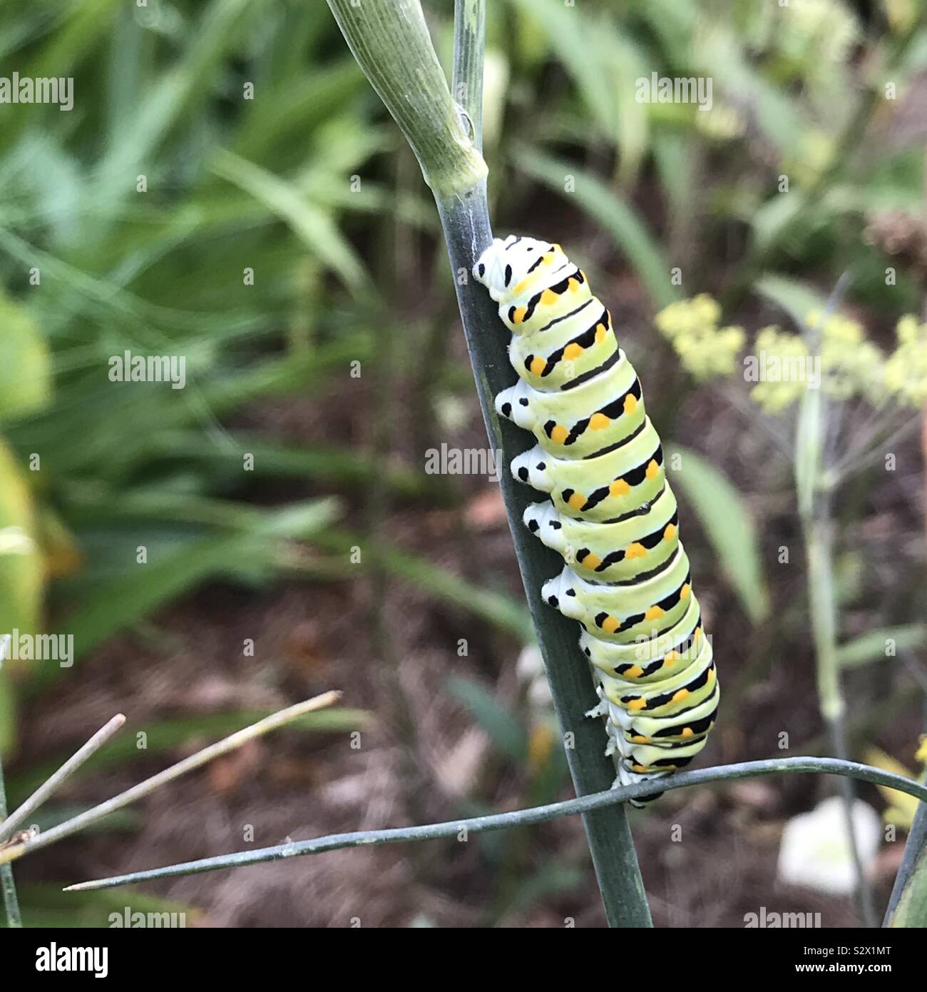 Black swallowtail caterpillar eating on a dill plant Stock Photo Alamy