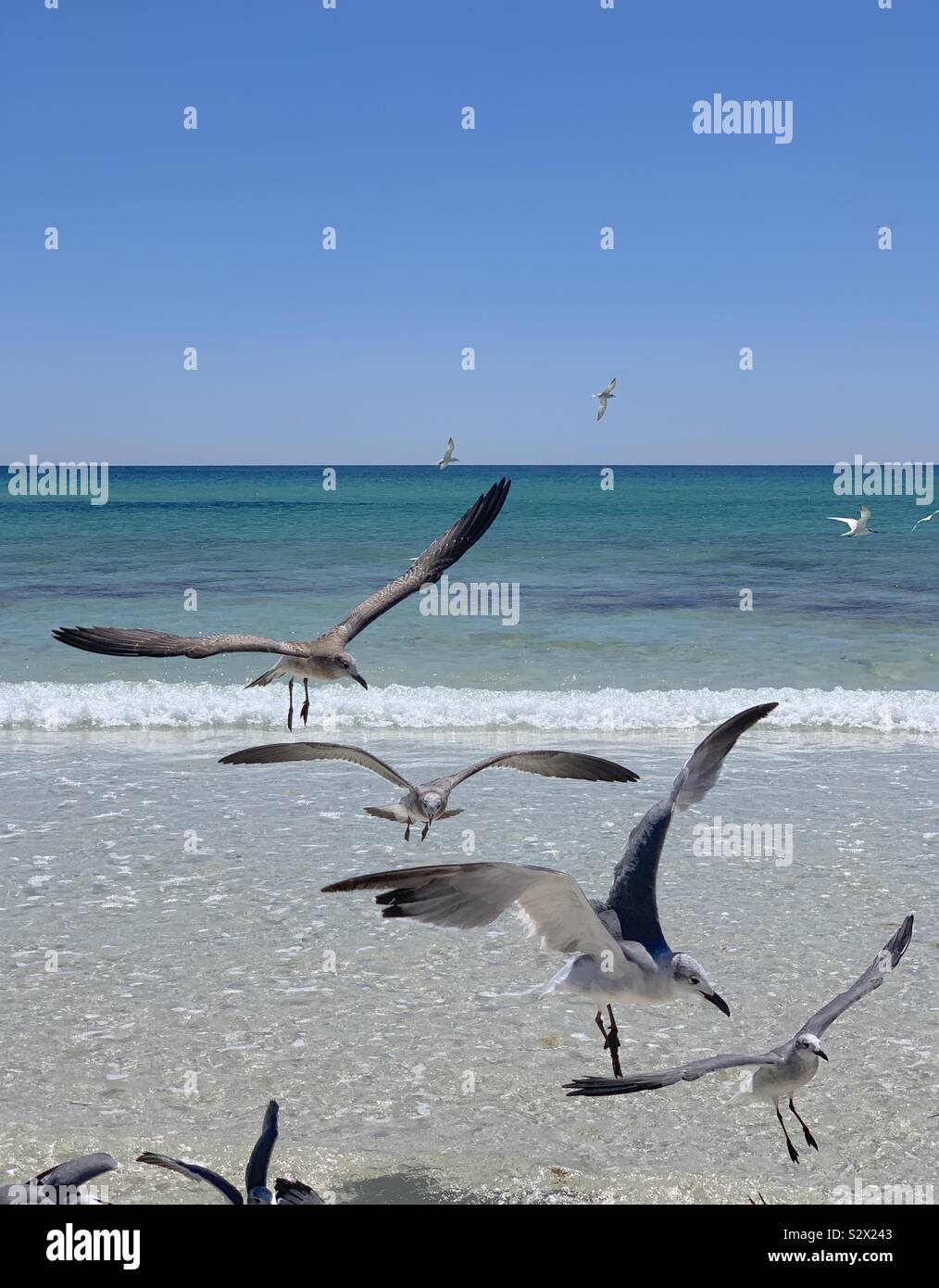 Four gulls flying in a single line ready to land on the beach closeup - Smartphone Captured Stock Image