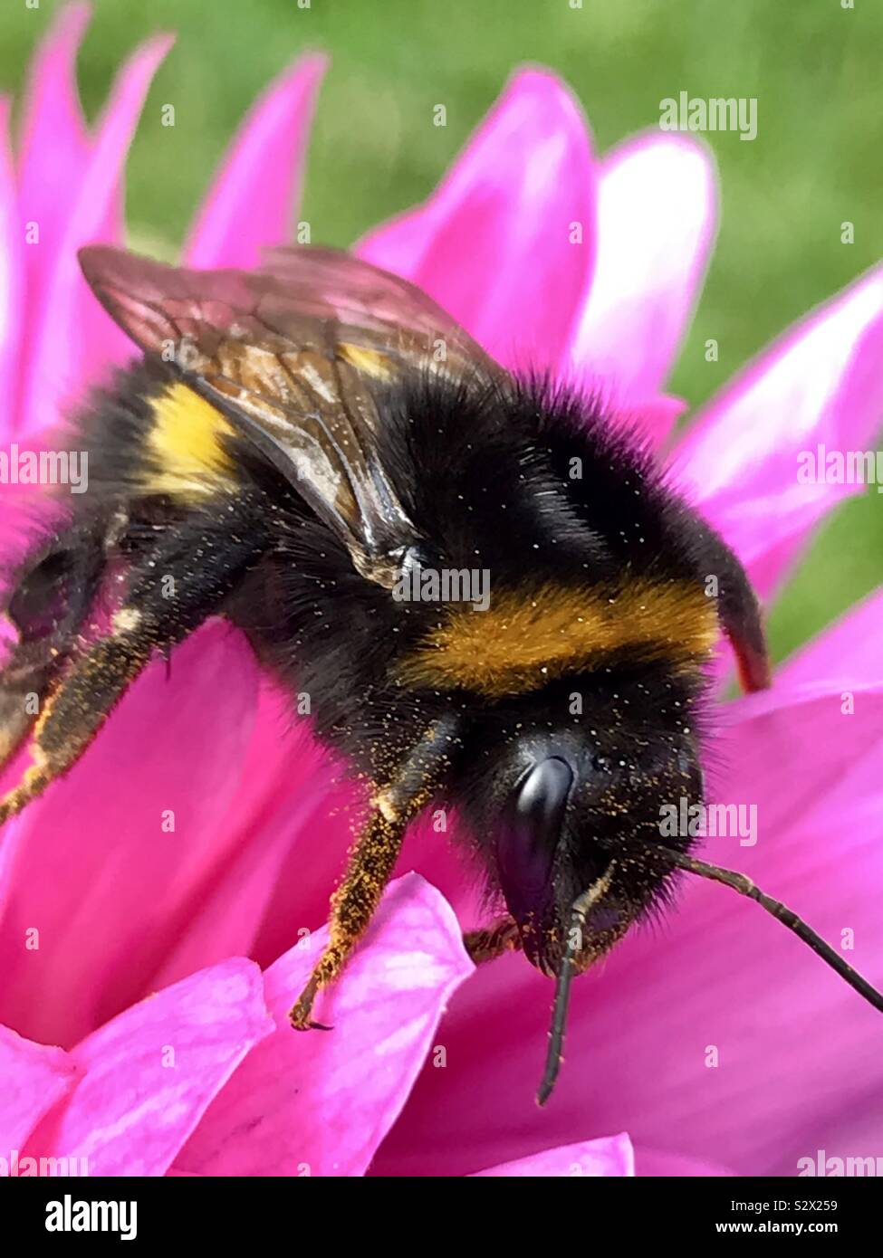Bumble Bee collecting pollen on Dahlia - Smartphone Captured Stock Image