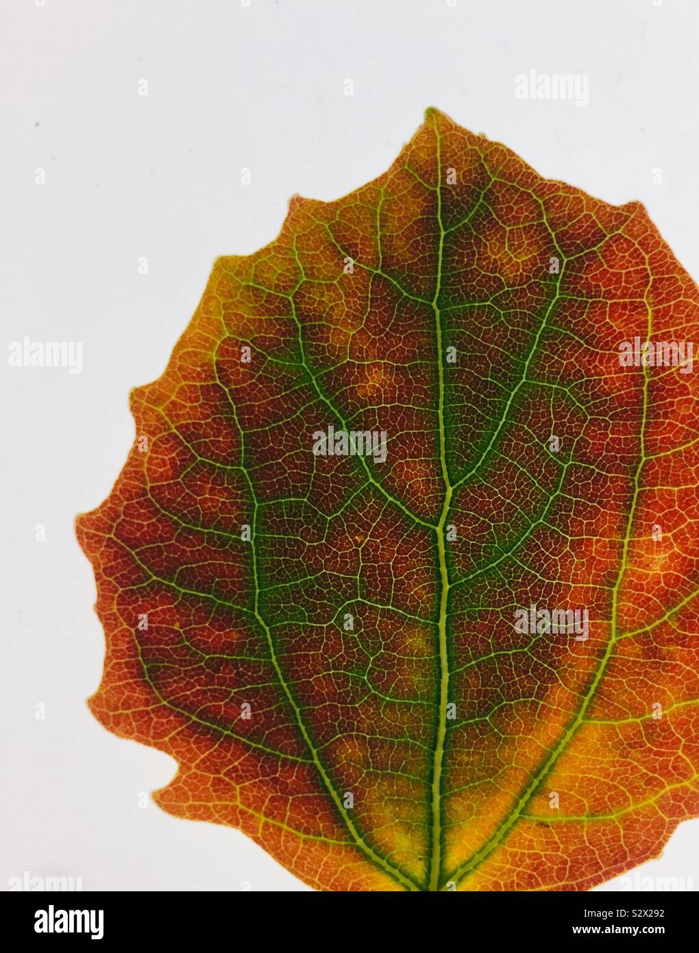 Autumn colors in a the veins of a leaf - Smartphone Captured Stock Image