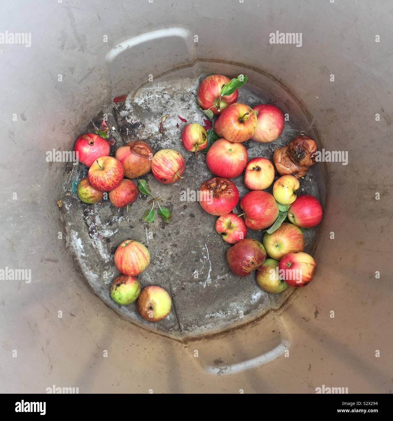 Rotten apples in the bottom of an orchard bin Stock Photo