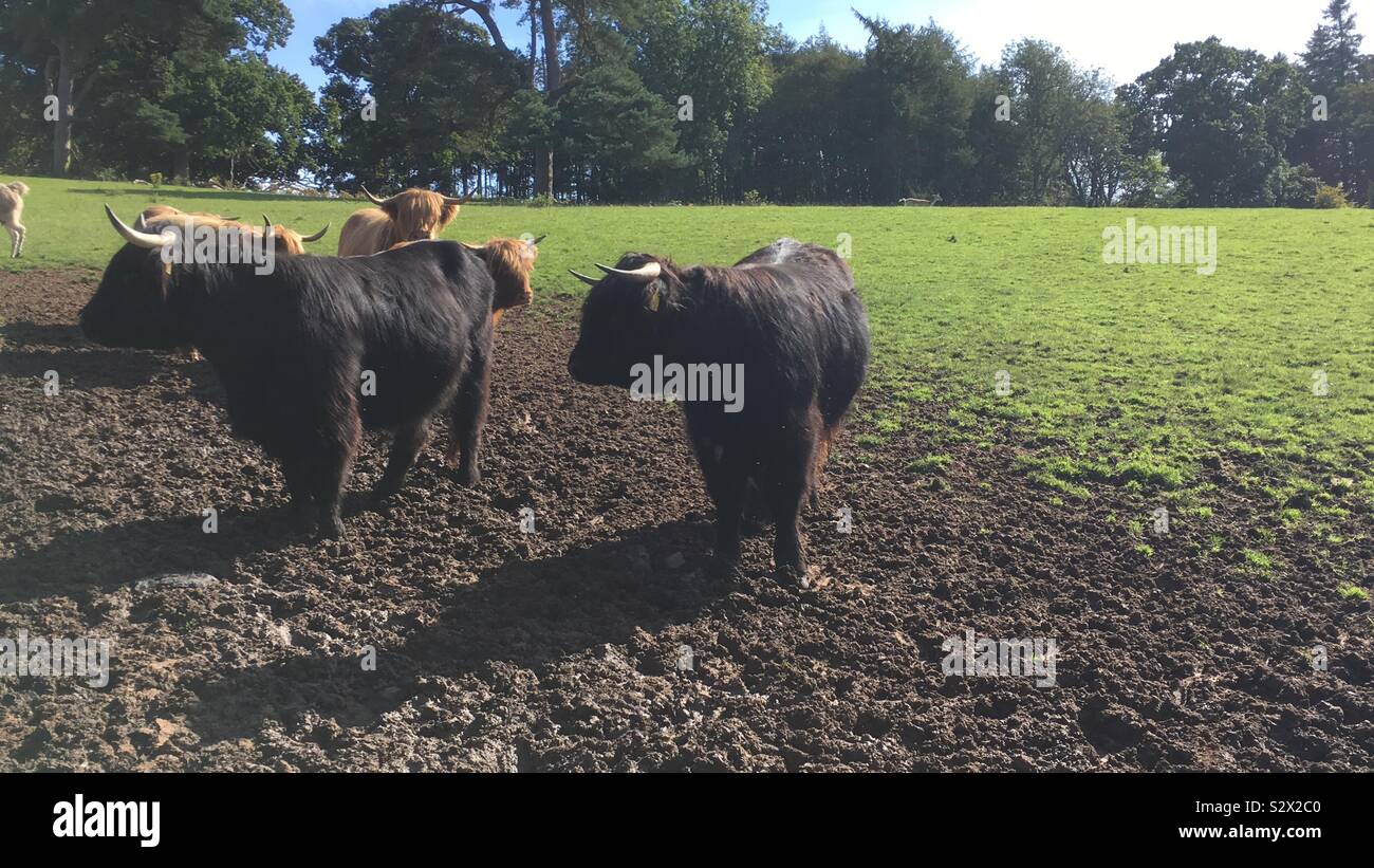 Cattle at Culzean Castle, Ayrshire. Stock Photo