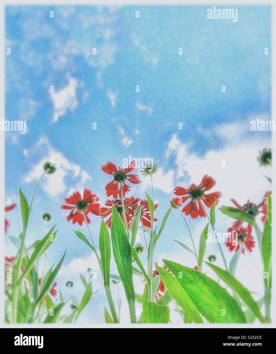 Red flowers, blue sky. - Smartphone Captured Stock Image