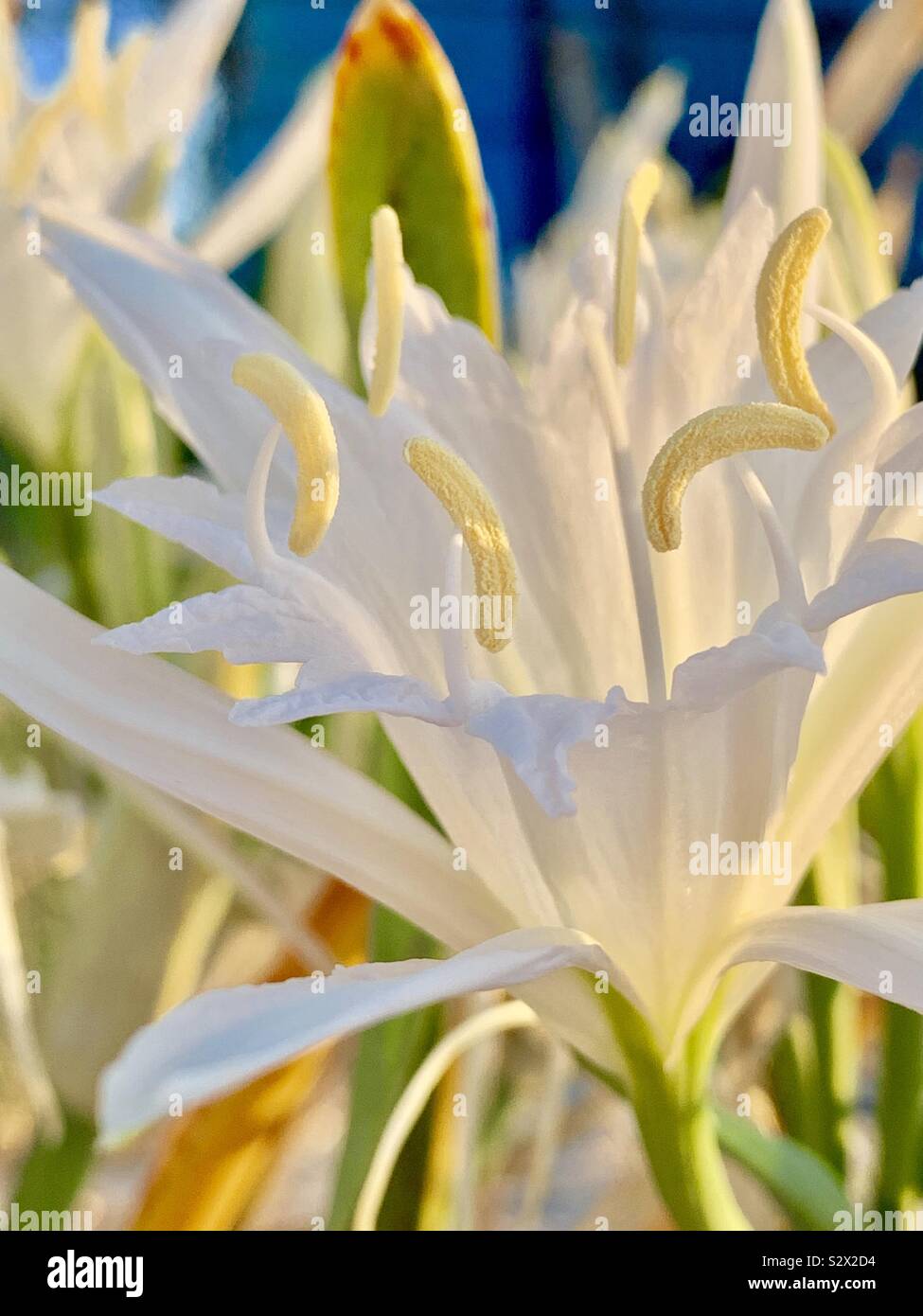 Sea lilies hires stock photography and images Alamy