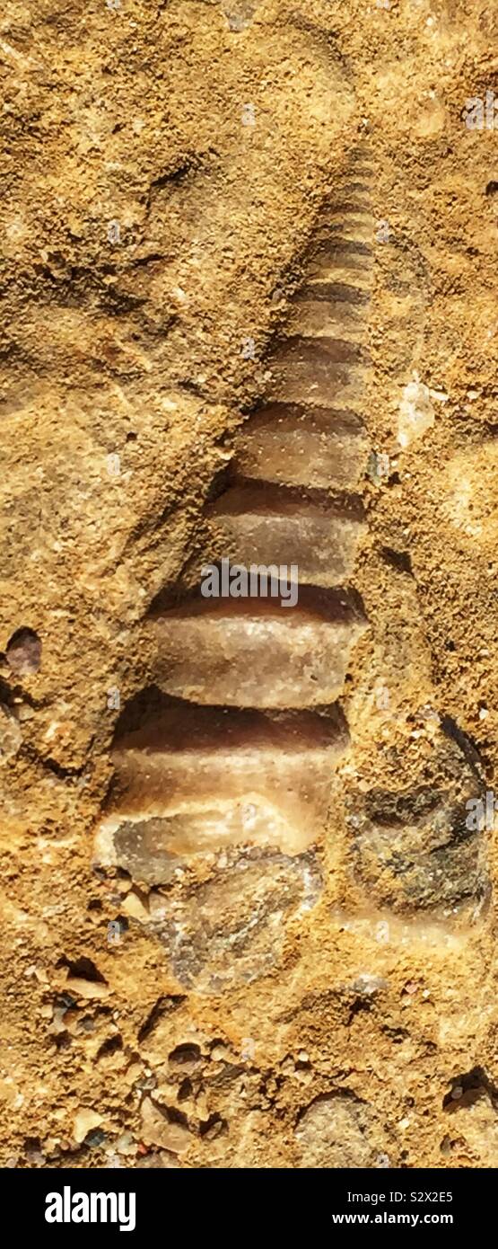 Fossilised Gastropod Stock Photo