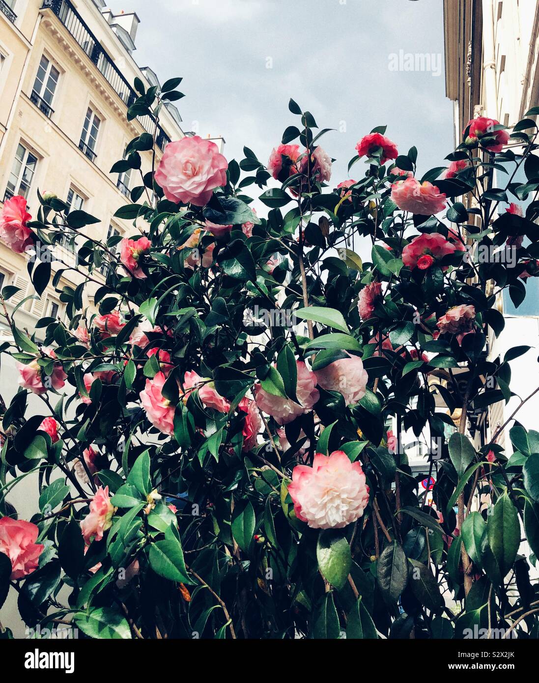 Camelia bush in Paris Stock Photo